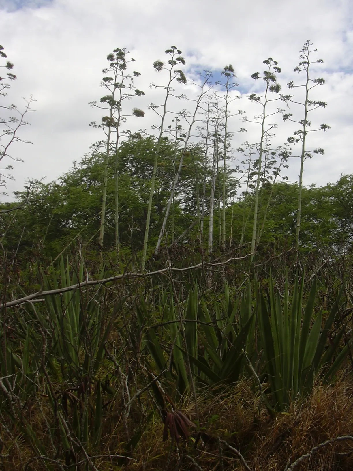 Sisal (Agave Sisalana) — This drought-tolerant plant is ideal for xeriscapes, reaching a mature spread of around 8 feet; shrub / succulent with yellow blooms