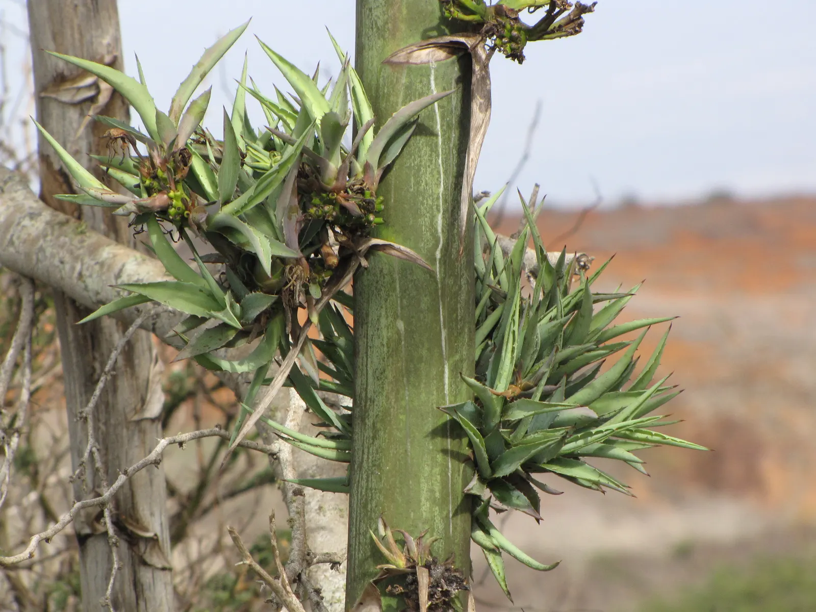 Sisal (Agave Sisalana) — Flowers rarely, producing a tall central spike after many years; sandy soils and preferring full sun exposure