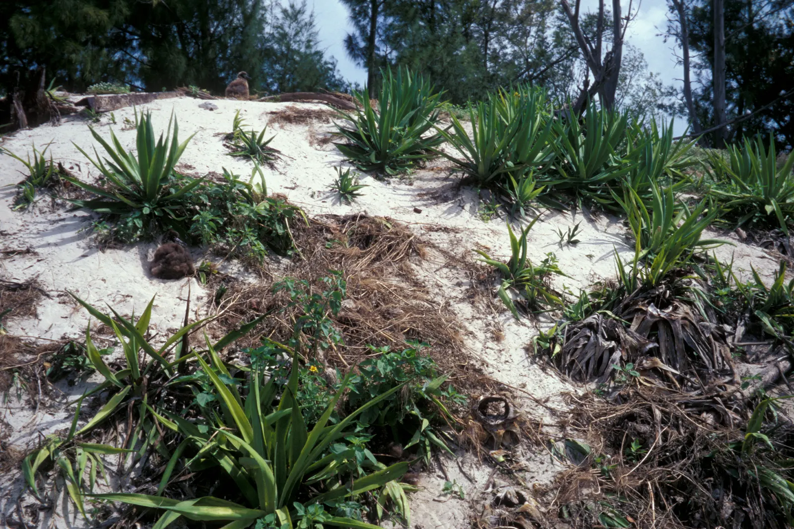 Sisal (Agave Sisalana) — or as an architectural statement piece; yellow flowers in the garden