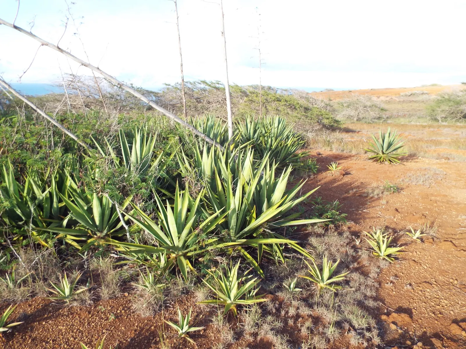 Sisal (Agave Sisalana) — yellow flowers in the garden