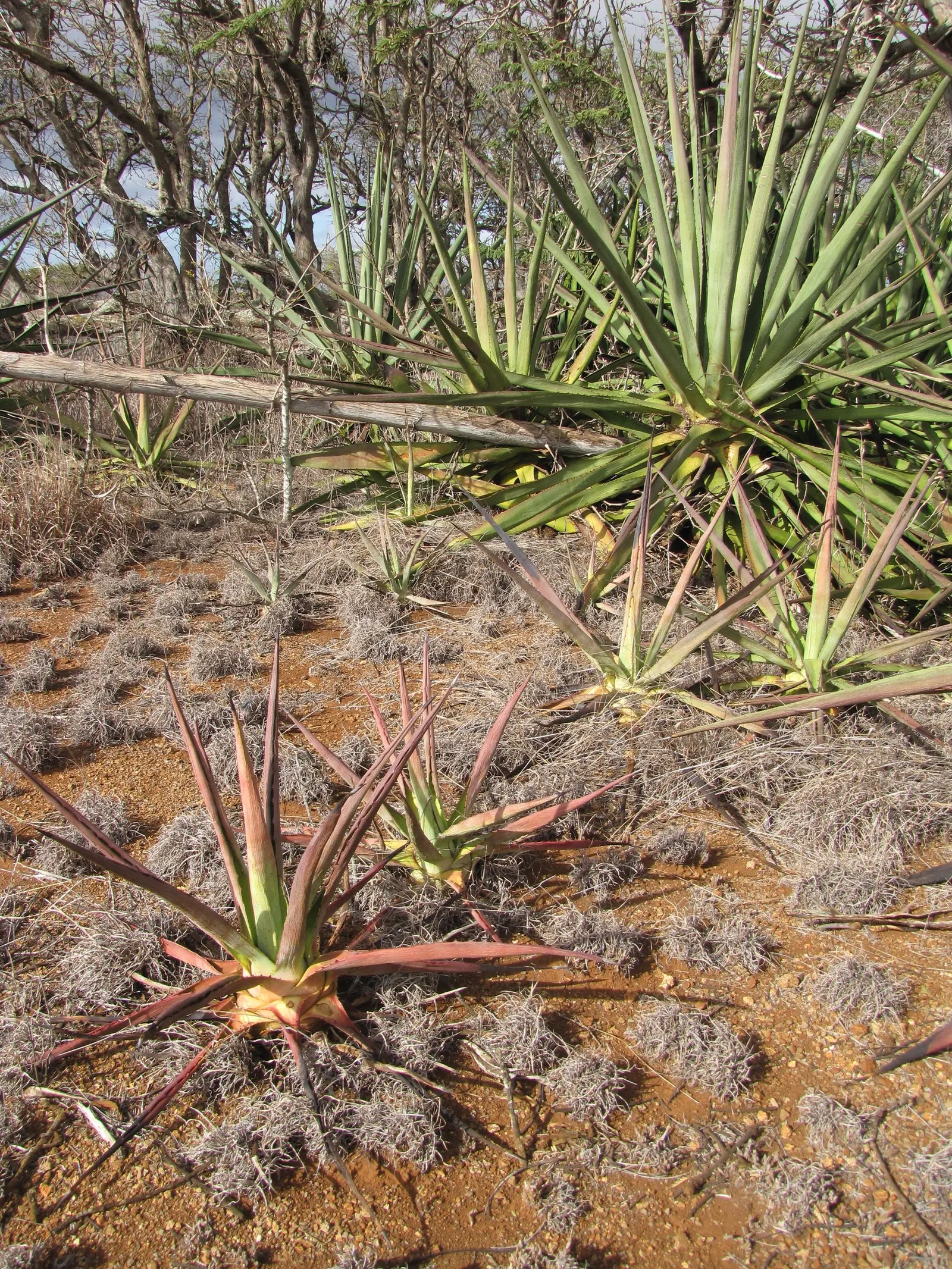 Sisal (Agave Sisalana) — The sisal yields commercially valuable fibers and thrives in full sun, requiring well-drained soil; flowers rarely, producing a tall