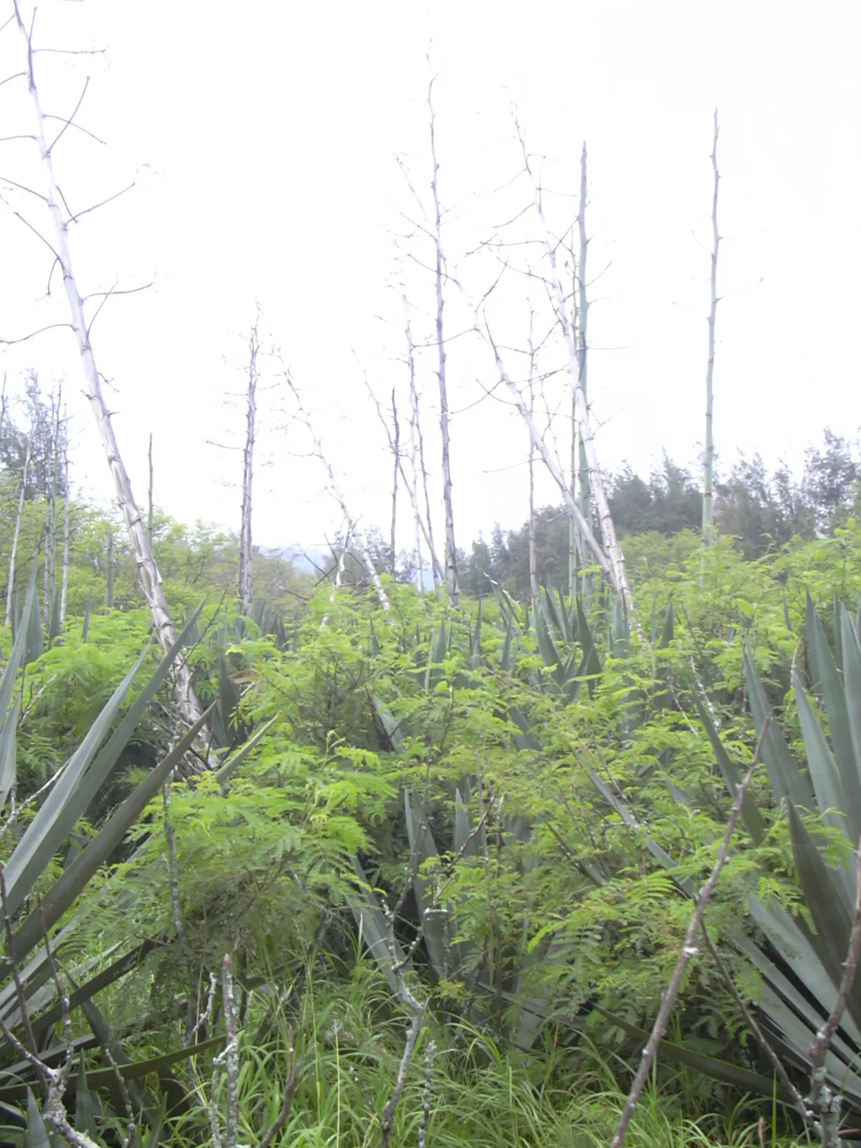 Sisal (Agave Sisalana) — producing a spectacularly tall flower stalk that can reach up to 20 feet; thriving in well-draining