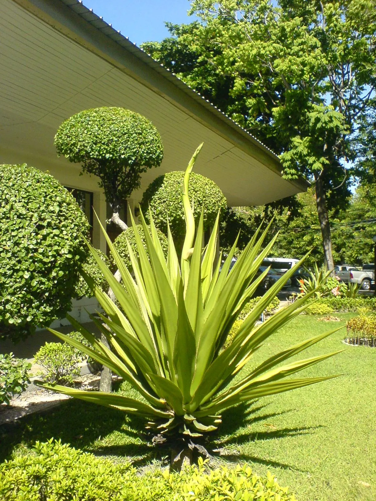 Sisal (Agave Sisalana) — that can be transplanted to propagate new plants.<br><br>When incorporating Sisal into your landscape