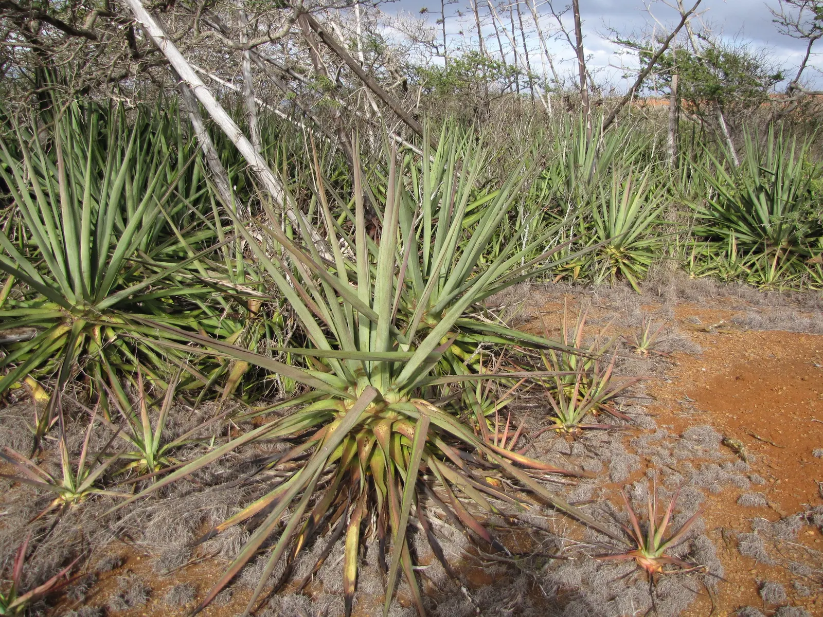 Sisal (Agave Sisalana) — consider its mature size and potential spread