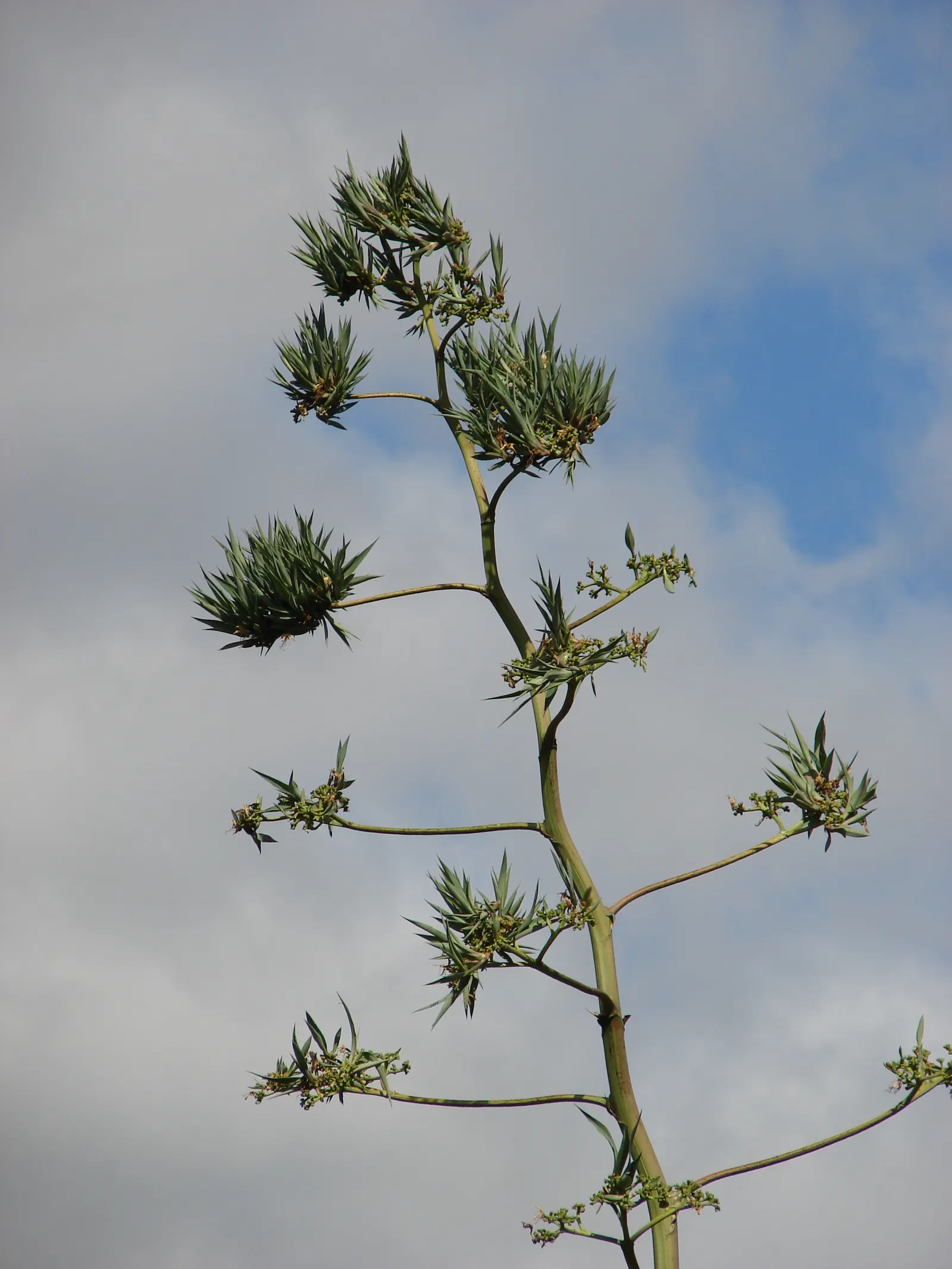Sisal (Agave Sisalana) — shrub / succulent with yellow blooms