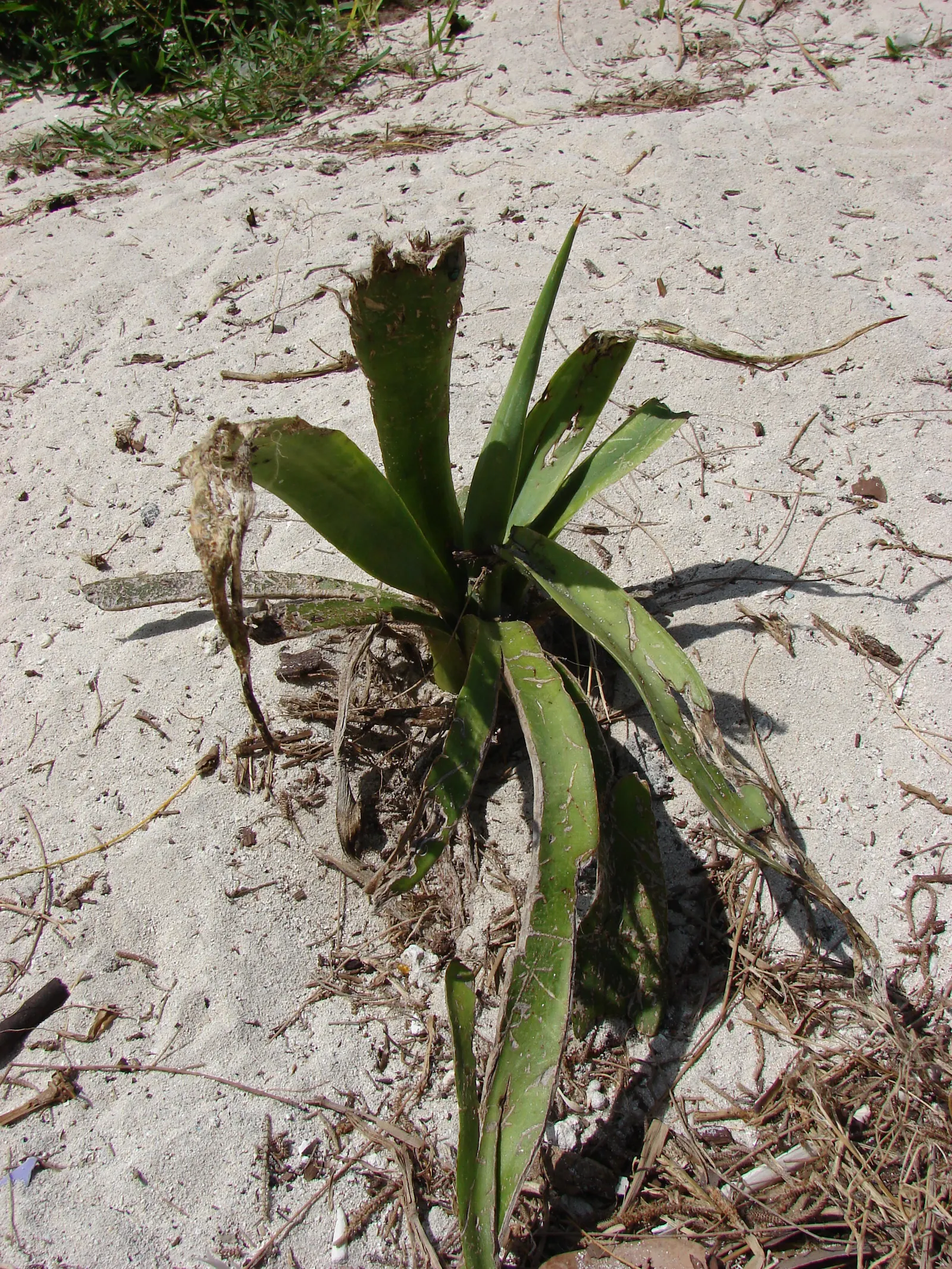 Sisal (Agave Sisalana) — It's ideal for xeriscaping and works well in rock gardens