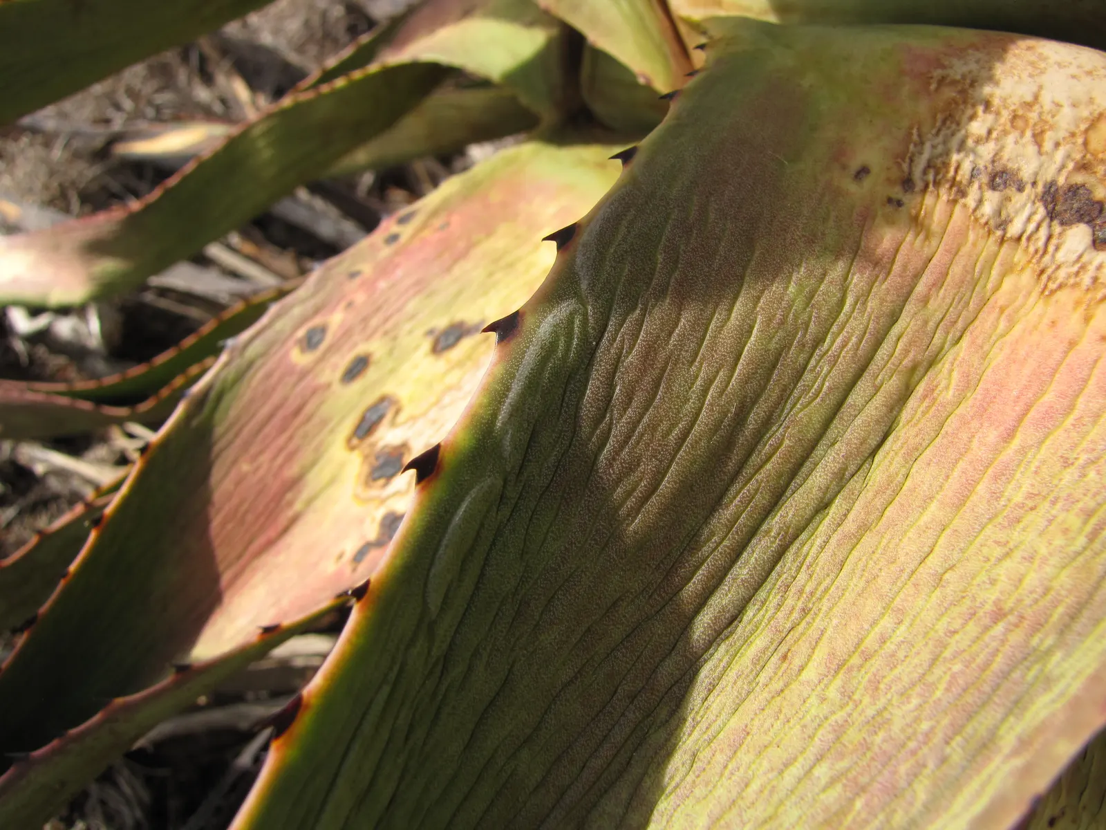Sisal (Agave Sisalana) — and plant it in a location where its sculptural form can be appreciated; it's ideal for xeriscaping and works well in rock gardens
