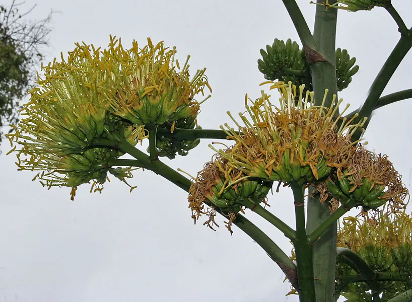 Sisal (Agave Sisalana) — thriving in well-draining