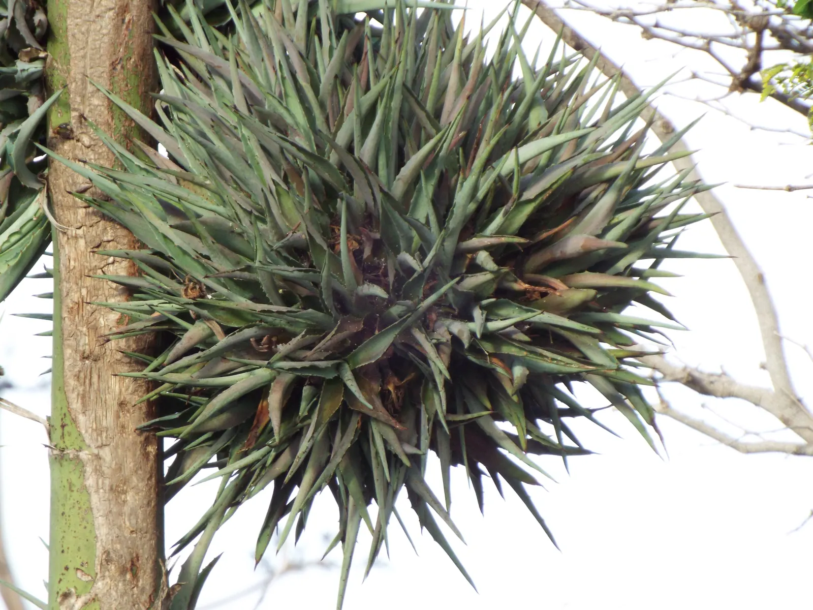 Sisal (Agave Sisalana) — with clusters of creamy-white flowers; that can be transplanted to propagate new plants.<br><br>When incorporating Sisal into your
