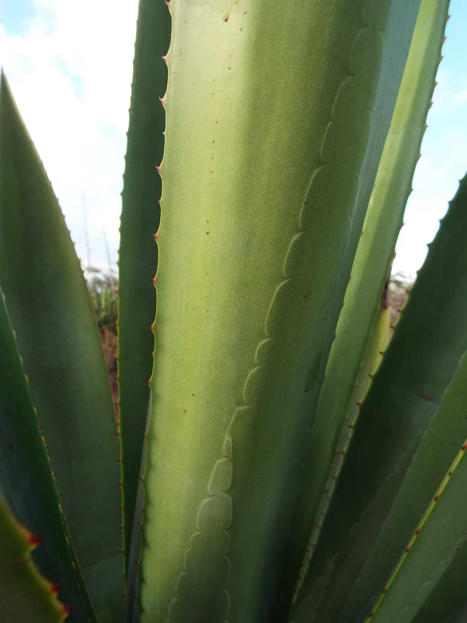 Sisal (Agave Sisalana) — Sisal can tolerate temperatures as low as 25&deg;F, making it resilient in various environments; the sisal yields commercially