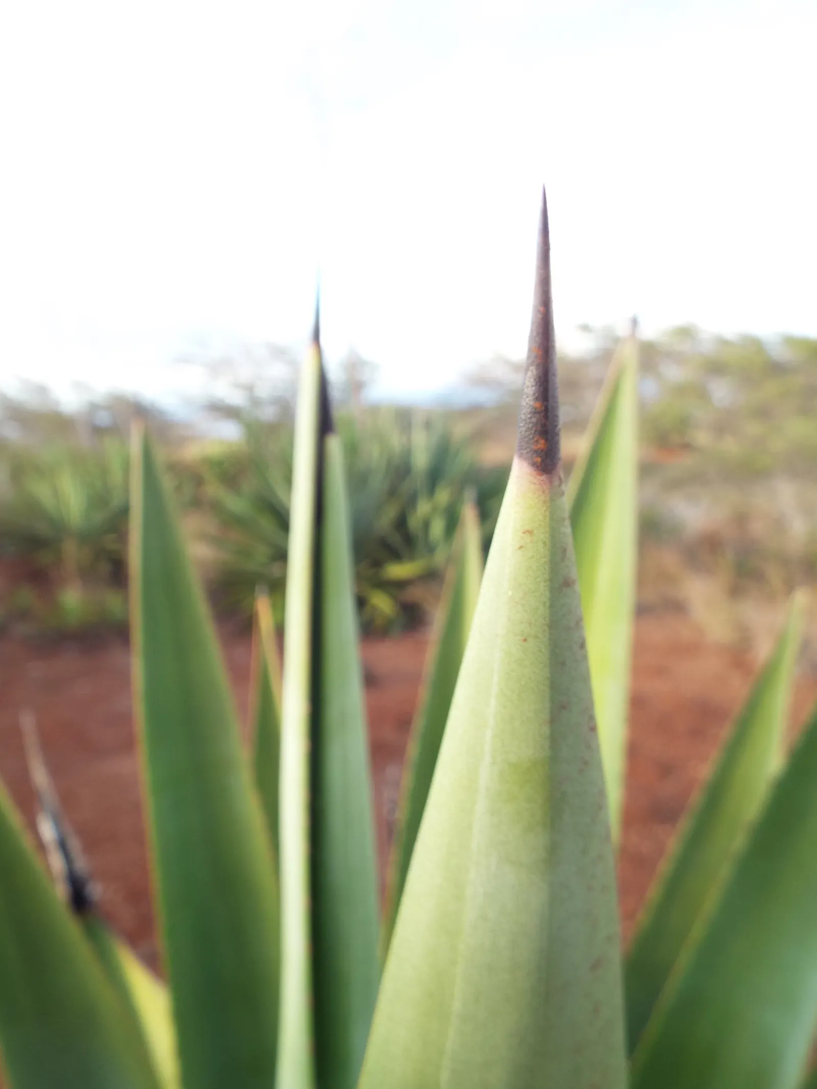 Sisal (Agave Sisalana) — sword-shaped green leaves spanning up to 6 feet in length; the leaves have a distinctive green-grey color