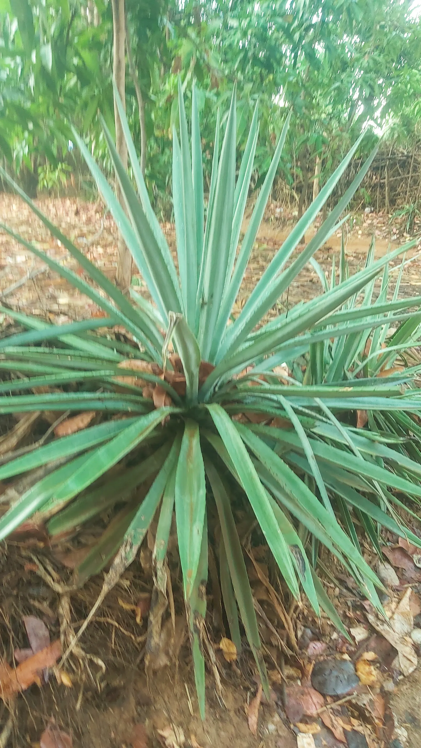 Sisal (Agave Sisalana) — consider its mature size and potential spread; commonly referred to as Sisal