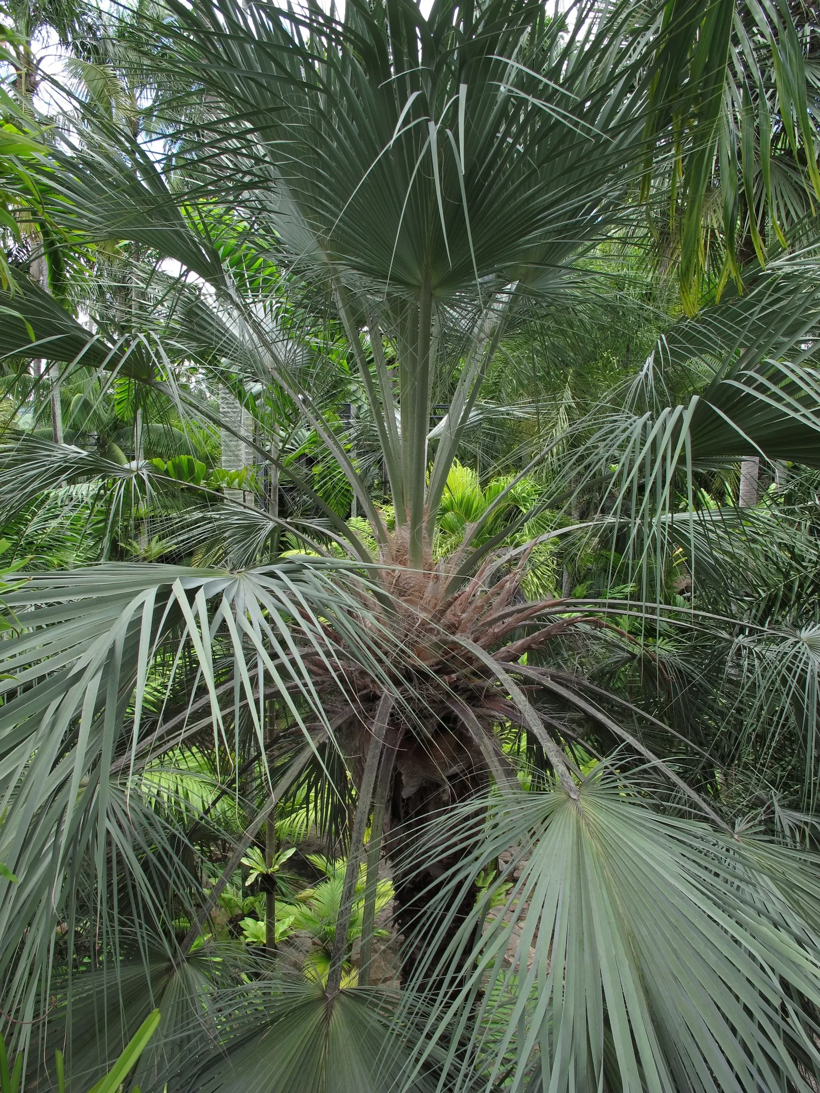 Millstream Palm (Livistona Alfredii) — The Millstream Palm (Livistona alfredii) is an elegant fan palm, native to Western Australia
