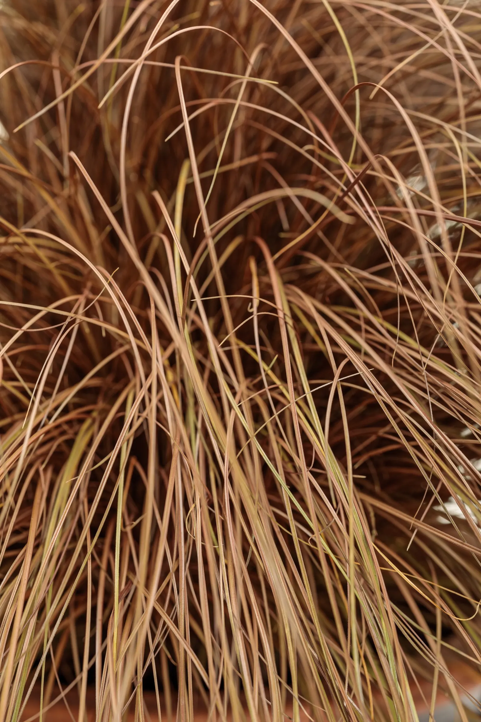 Toffee Twist Sedge (Carex flagellifera) — cool-season sedge prized for its shimmering bronze foliage and graceful