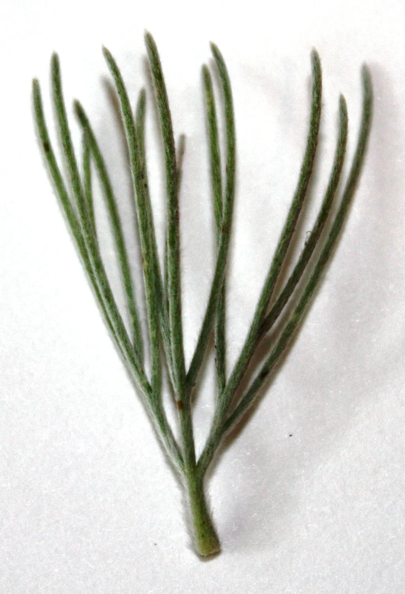 Coastal Woollybush (Adenanthos Sericeus) — Ideal in well-drained soils; it thrives in full sun to partial shade