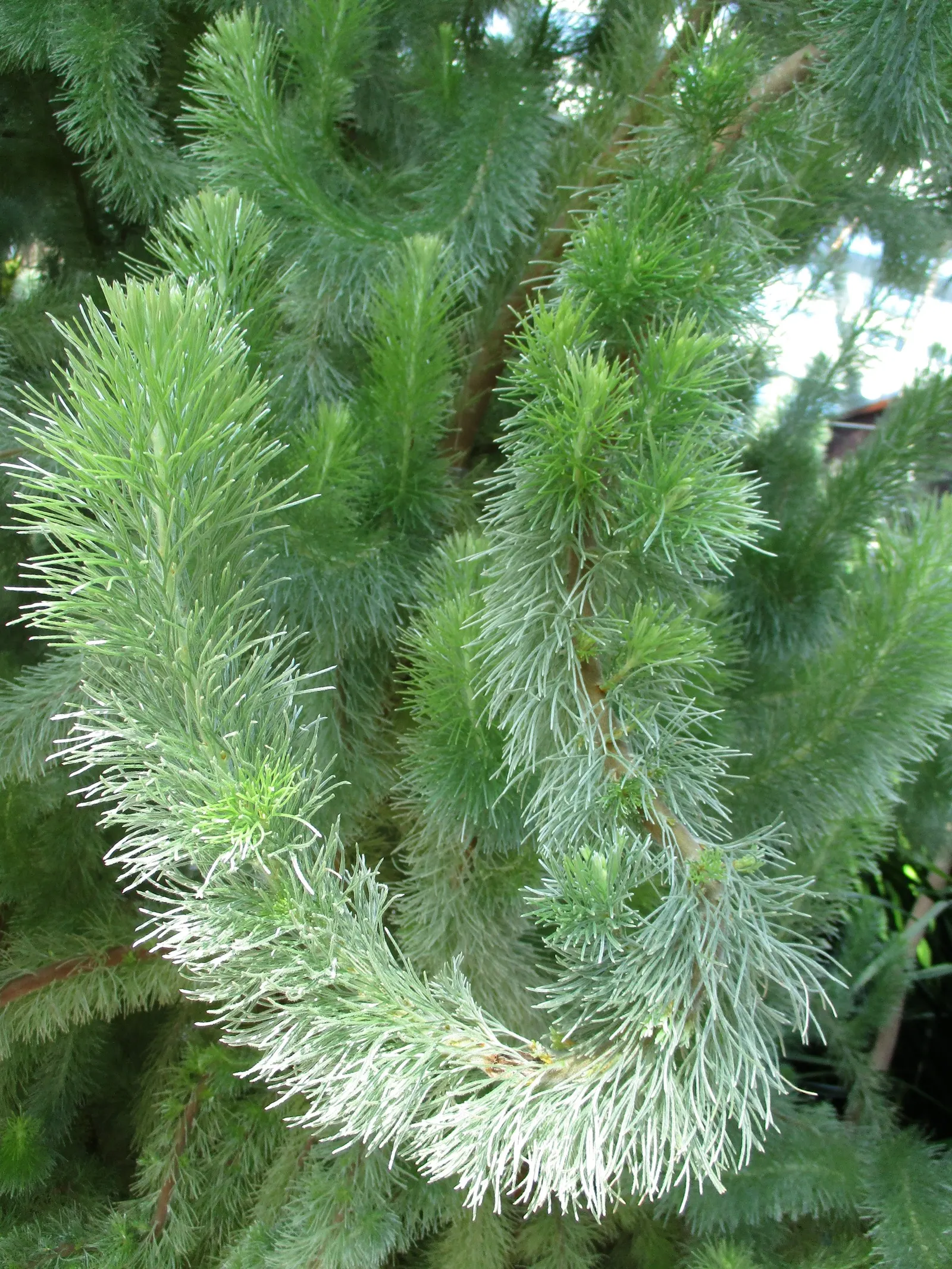 Coastal Woollybush (Adenanthos Sericeus) — demonstrating a moderate growth rate.<br><br>Adapted to sandy soils and tolerant of salt spray
