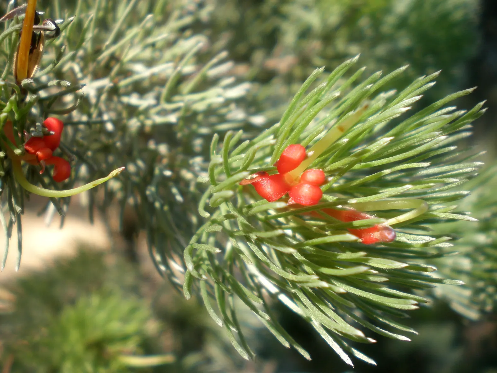 Coastal Woollybush (Adenanthos Sericeus) — sunny spot further inland