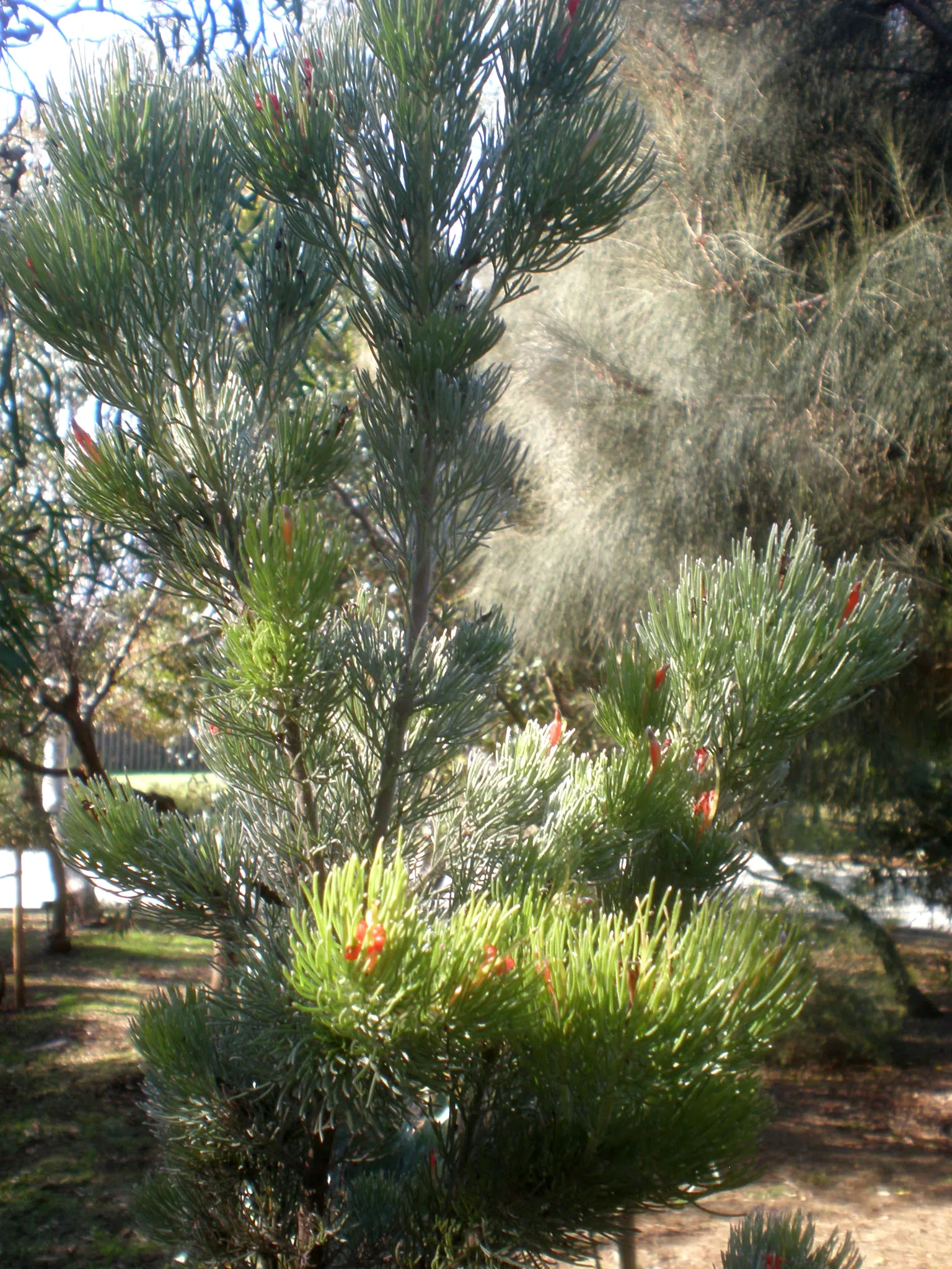 Coastal Woollybush (Adenanthos Sericeus) — This evergreen shrub typically reaches up to 10 feet high and 6 feet wide