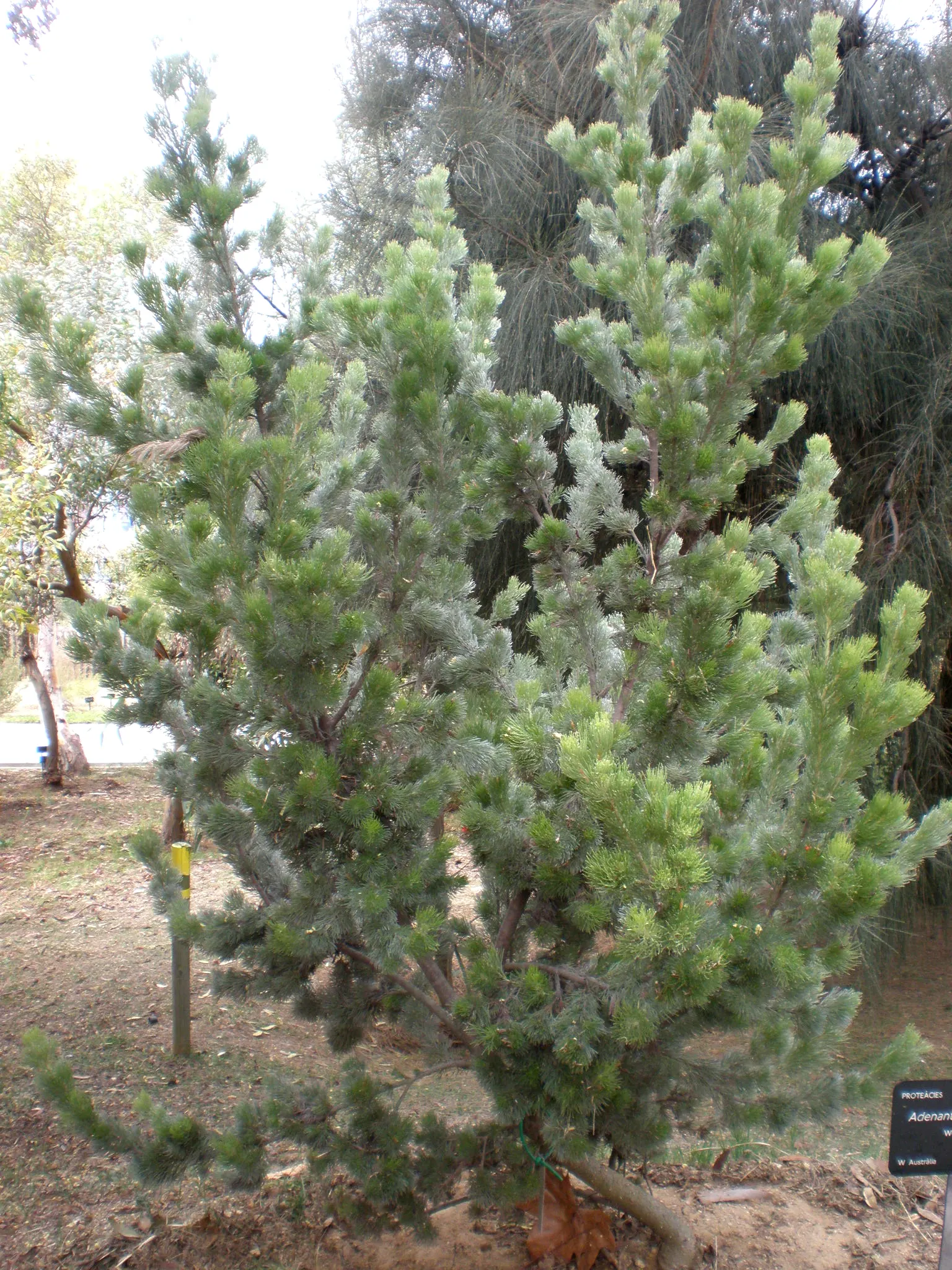 Coastal Woollybush (Adenanthos Sericeus) — Its needle-like leaves and unique red flowers, which bloom from spring to summer, attract nectar-feeding birds