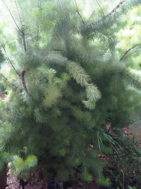 Coastal Woollybush (Adenanthos Sericeus) — This Western Australian native is noted for its strikingly soft and silken foliage
