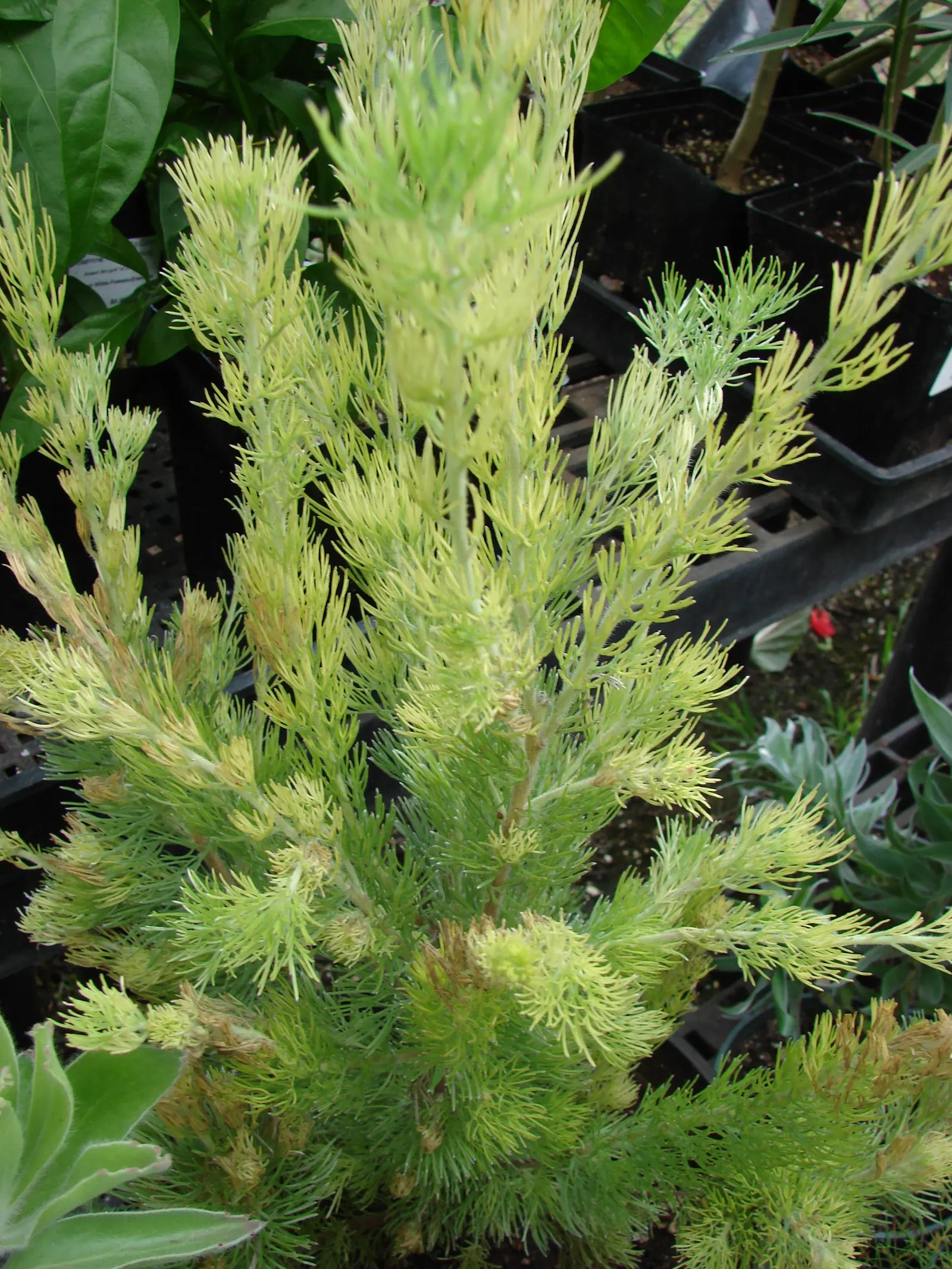 Coastal Woollybush (Adenanthos Sericeus) — adding a touch of silvery-green elegance to any garden
