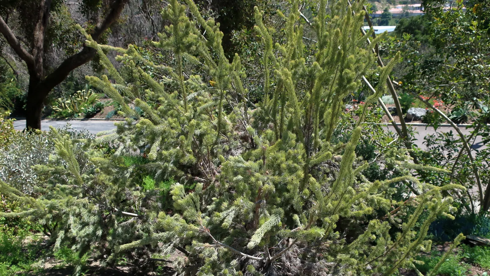 Coastal Woollybush (Adenanthos Sericeus) — the Woollybush is ideal for coastal landscapes but equally thrives in a well-drained