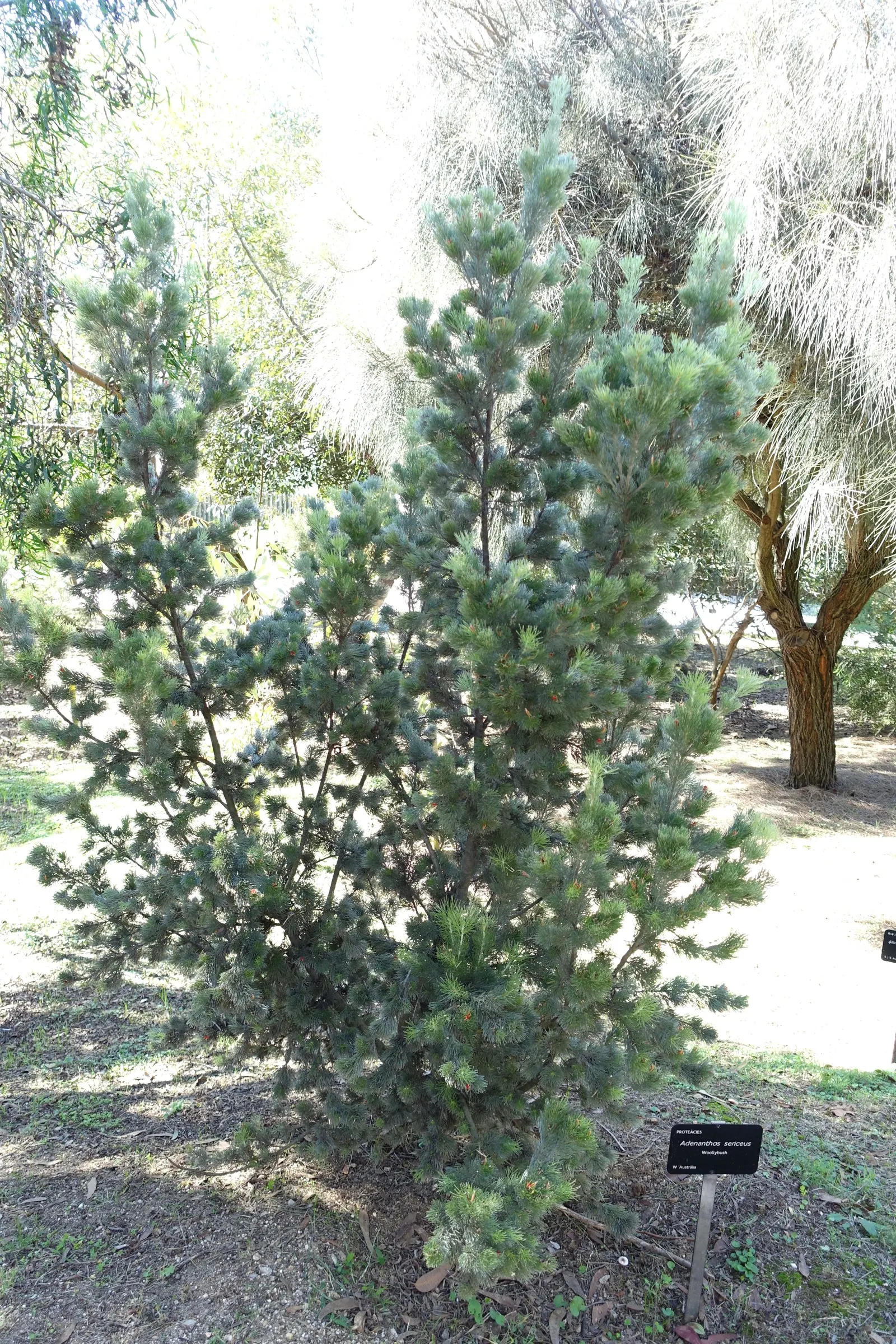 Coastal Woollybush (Adenanthos Sericeus) — with a feathery texture that truly stands out in xeriscape designs or coastal settings