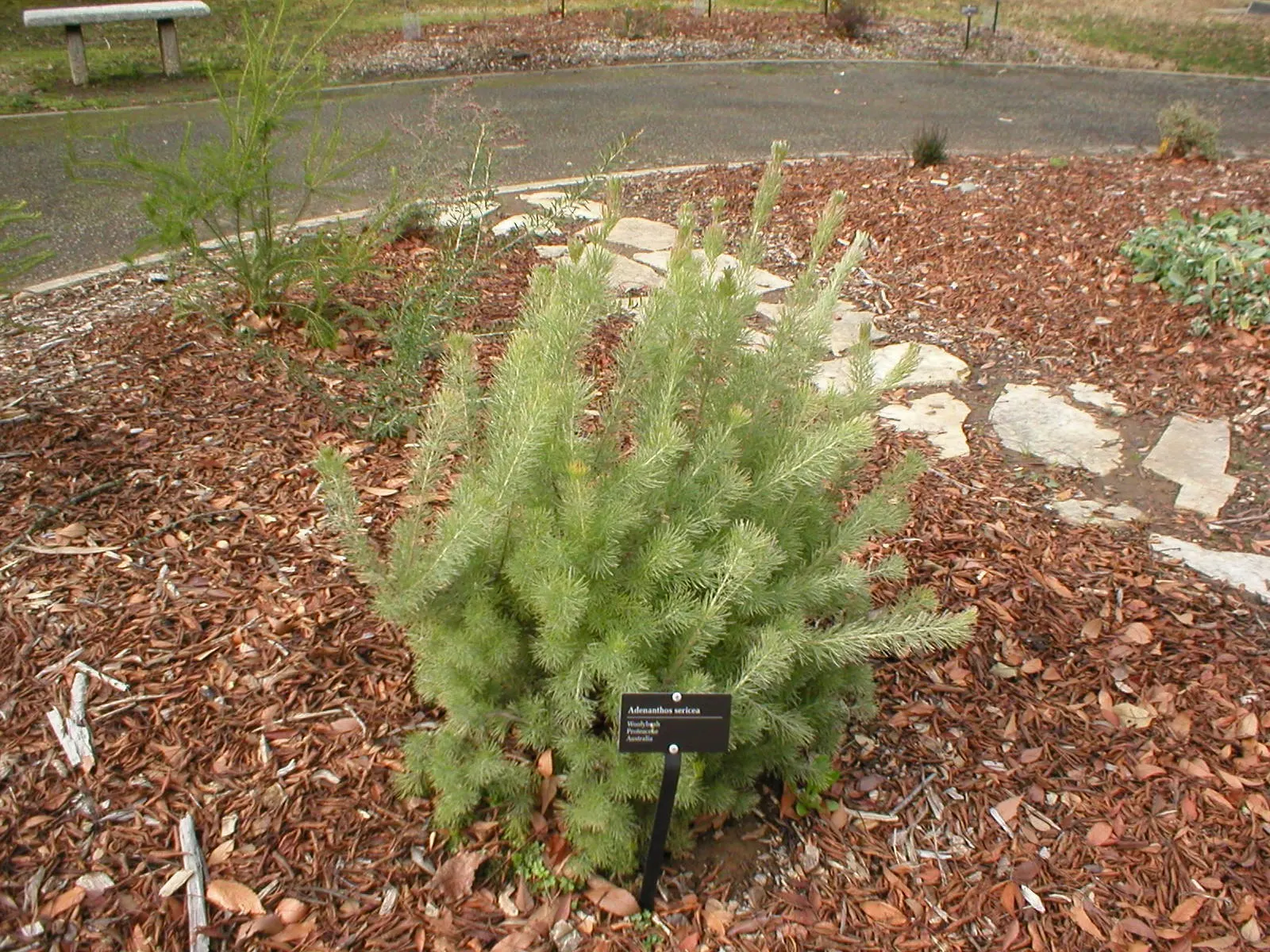 Coastal Woollybush (Adenanthos Sericeus) — commonly known as Coastal Woollybush