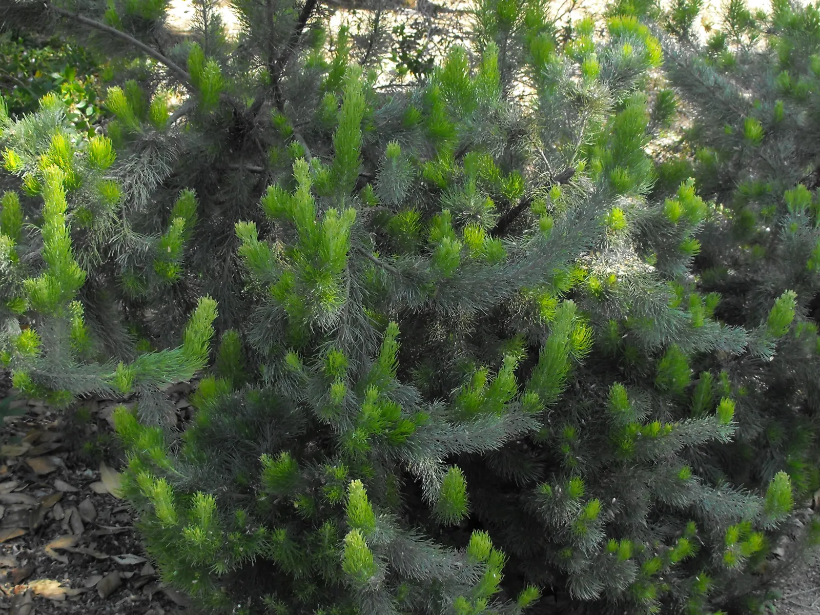 Coastal Woollybush (Adenanthos Sericeus) — Hardy in USDA zones 9 to 10, it can withstand brief frosts, but sustained cold may require protective measures