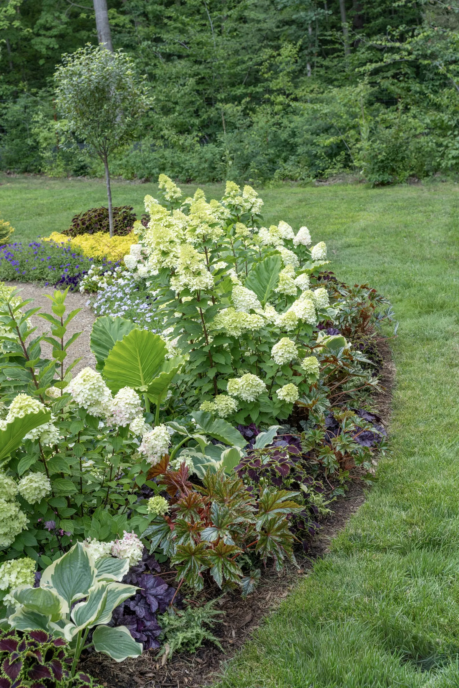 Limelight Prime® Panicle Hydrangea (Hydrangea paniculata) — and more vivid seasonal color