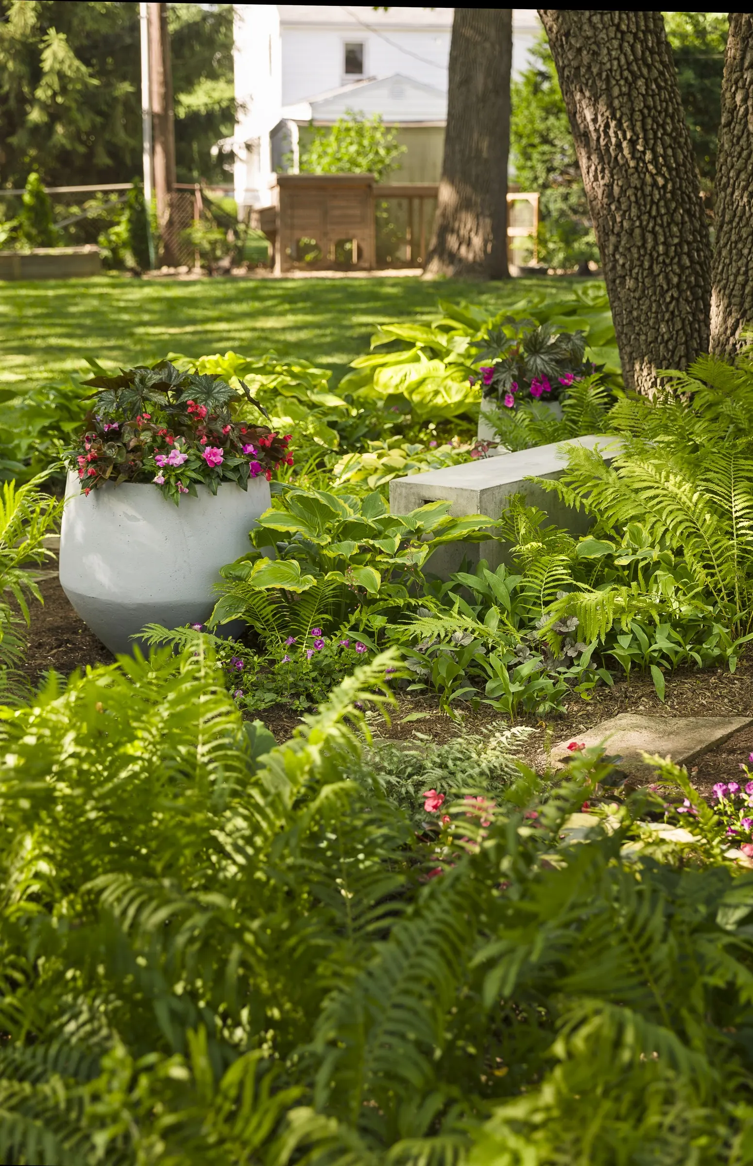 Pegasus® Begonia — It matures at 12-18 inches tall and 16-18 inches wide, forming a lush, architectural mound; gardeners in cooler regions often, image 135