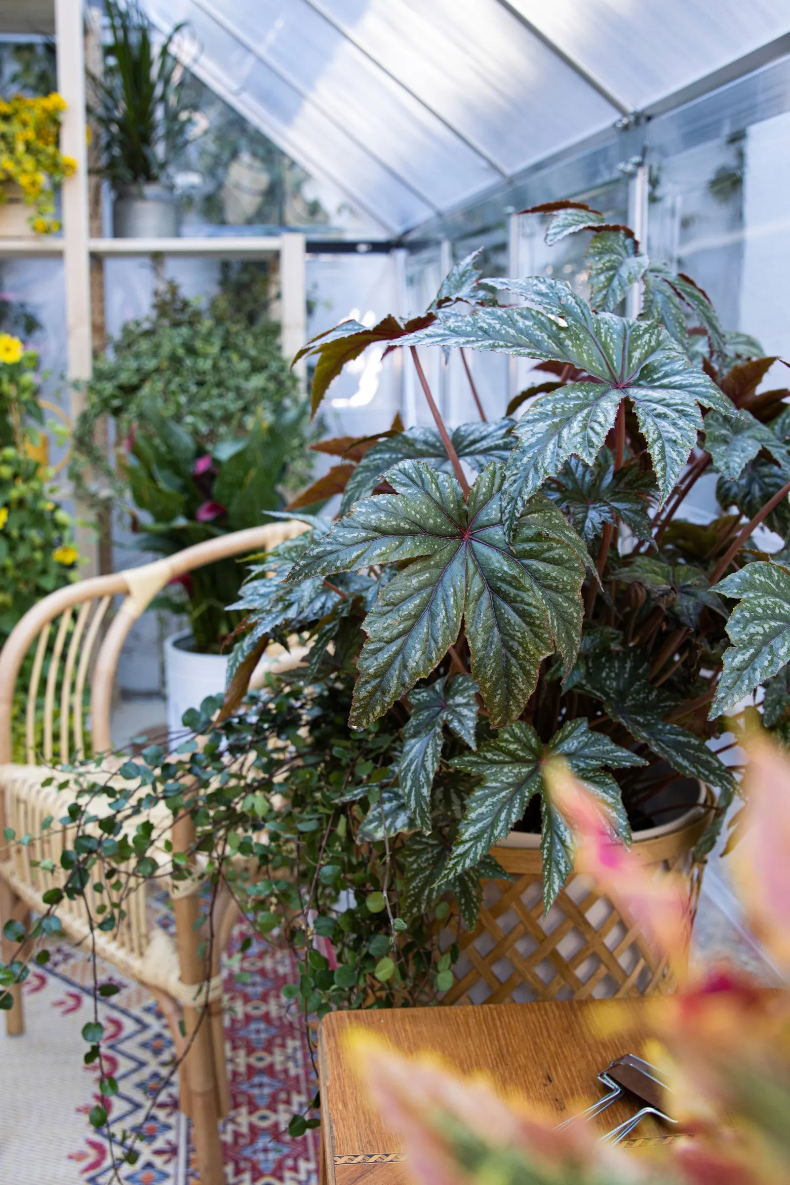 Pegasus® Begonia — and patios where its silver-splashed foliage reads from a distance; glossy deep green leaves washed in silver-white and, image 161