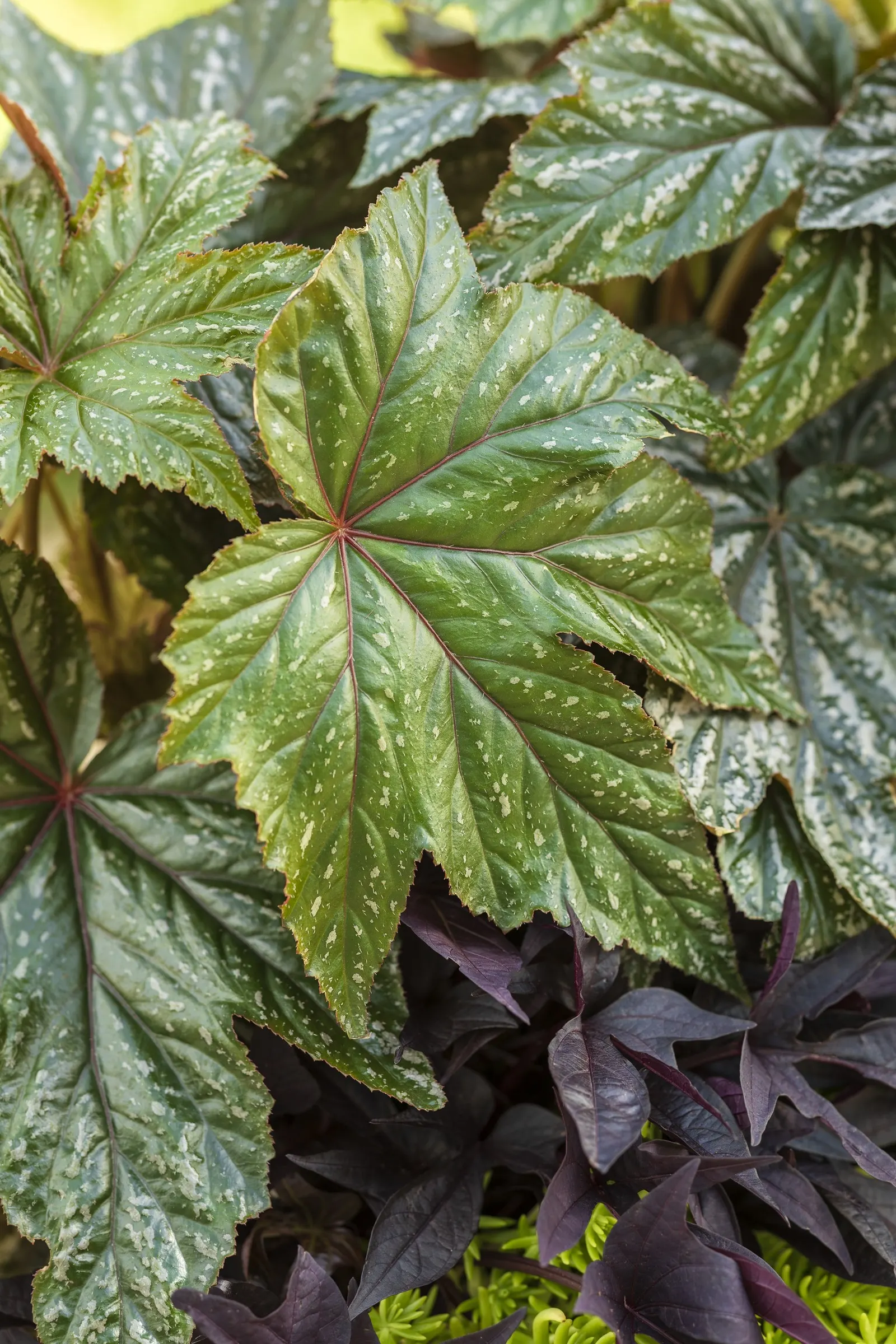 Pegasus® Begonia — metallic sheen that catches even the softest porch or woodland light; pegasus® Begonia is a superb thriller for containers, image 108