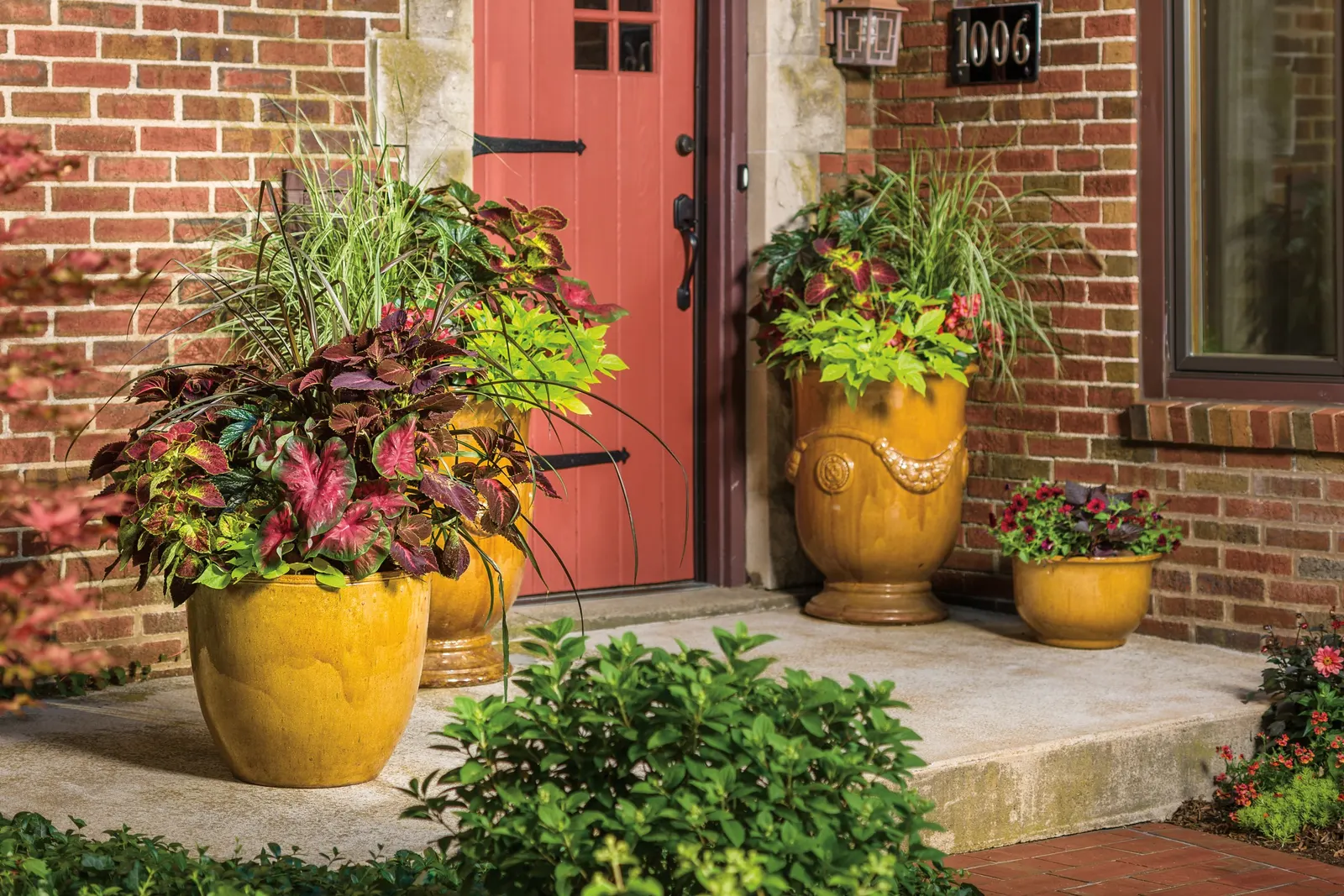 Rose Glow Sun or Shade Caladium (Caladium hortulanum) — well-drained soil and adapts to sun or shade