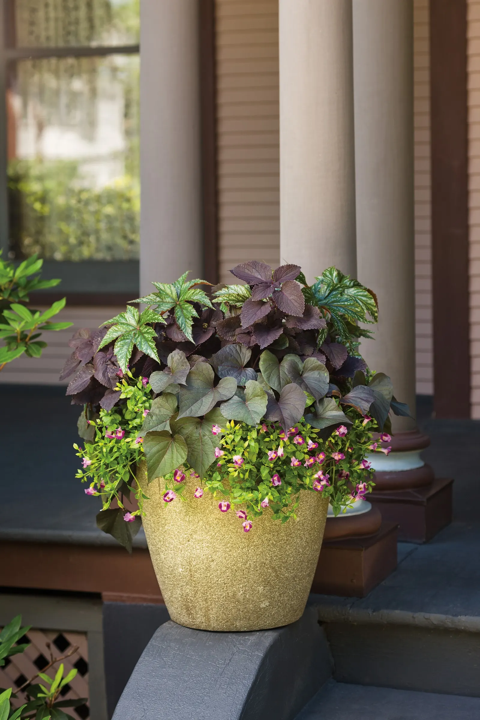 Newly Noir™ Coleus (Coleus scutellarioides) — It thrives in sun or shade with well-drained soil, average moisture, and light seasonal feeding