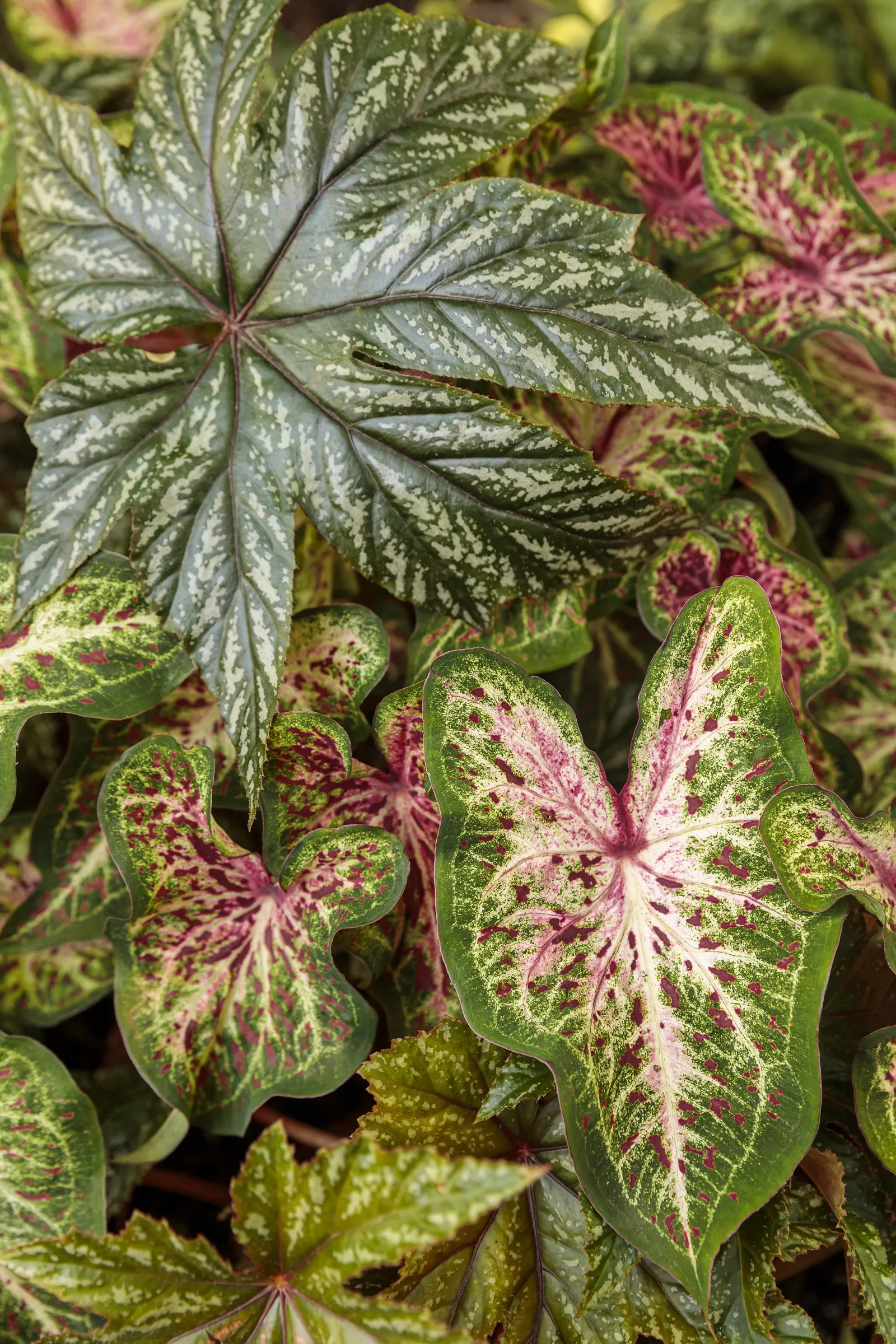 Heart and Soul Sun or Shade Caladium (Caladium hortulanum) — It thrives in heat, humidity, evenly moist well-drained soil, and bright shade to, image 33