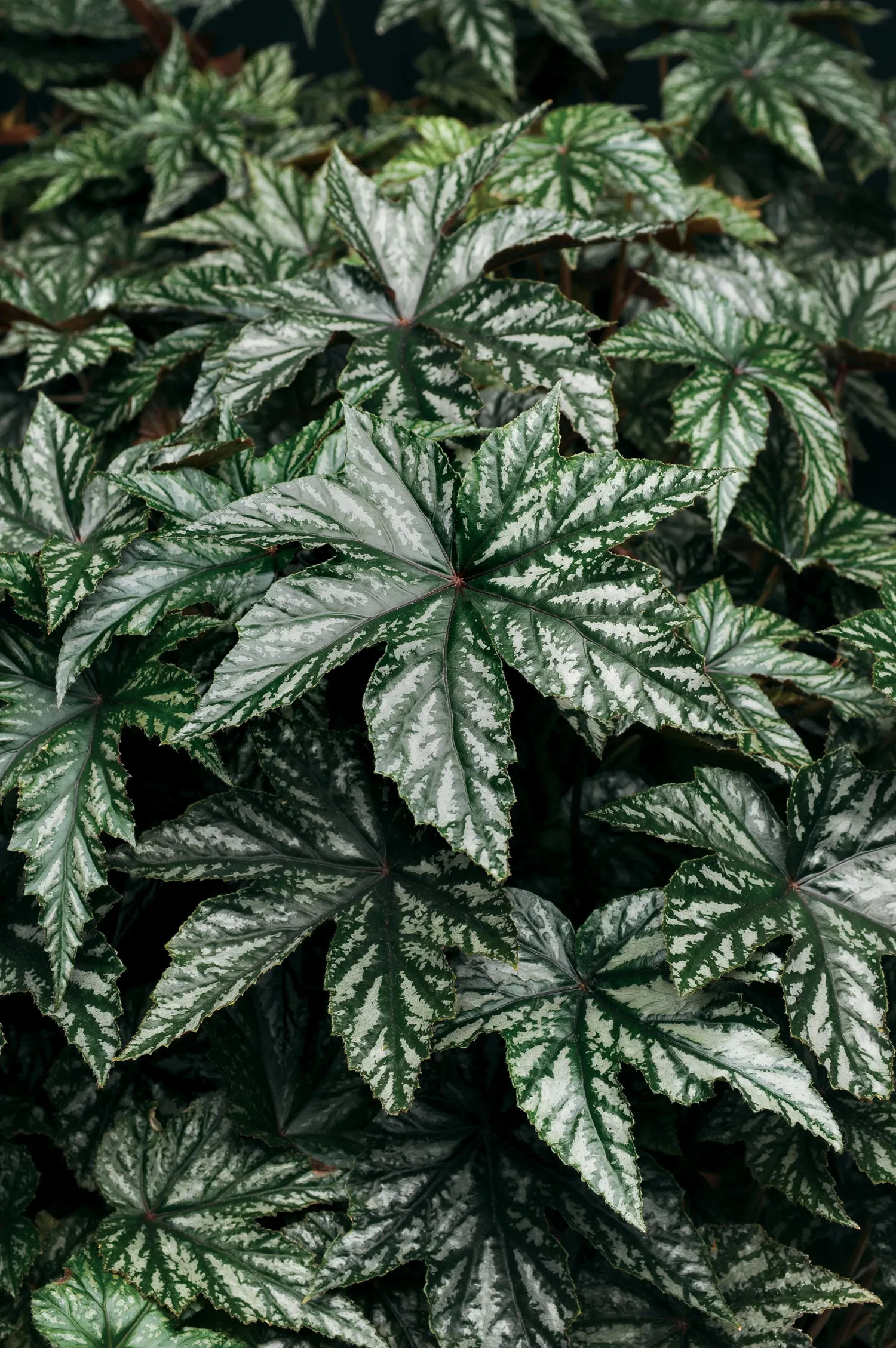 Pegasus® Begonia — but is most often used as an annual in colder climates, image 215