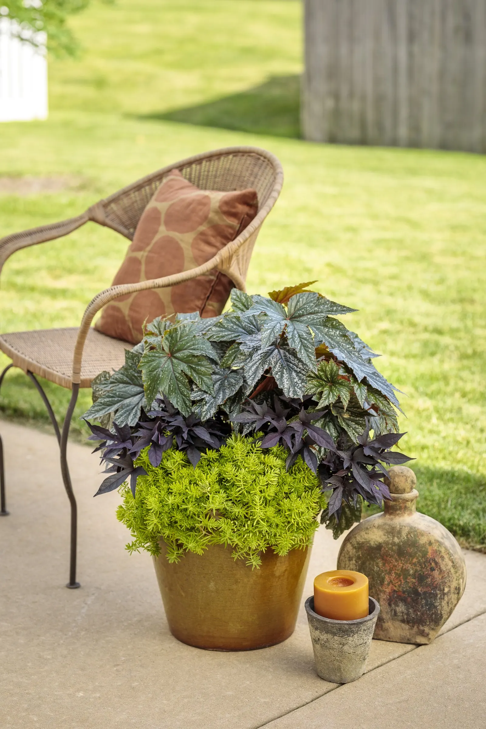 Pegasus® Begonia — It pairs elegantly with caladiums; metallic sheen that catches even the softest porch or woodland light