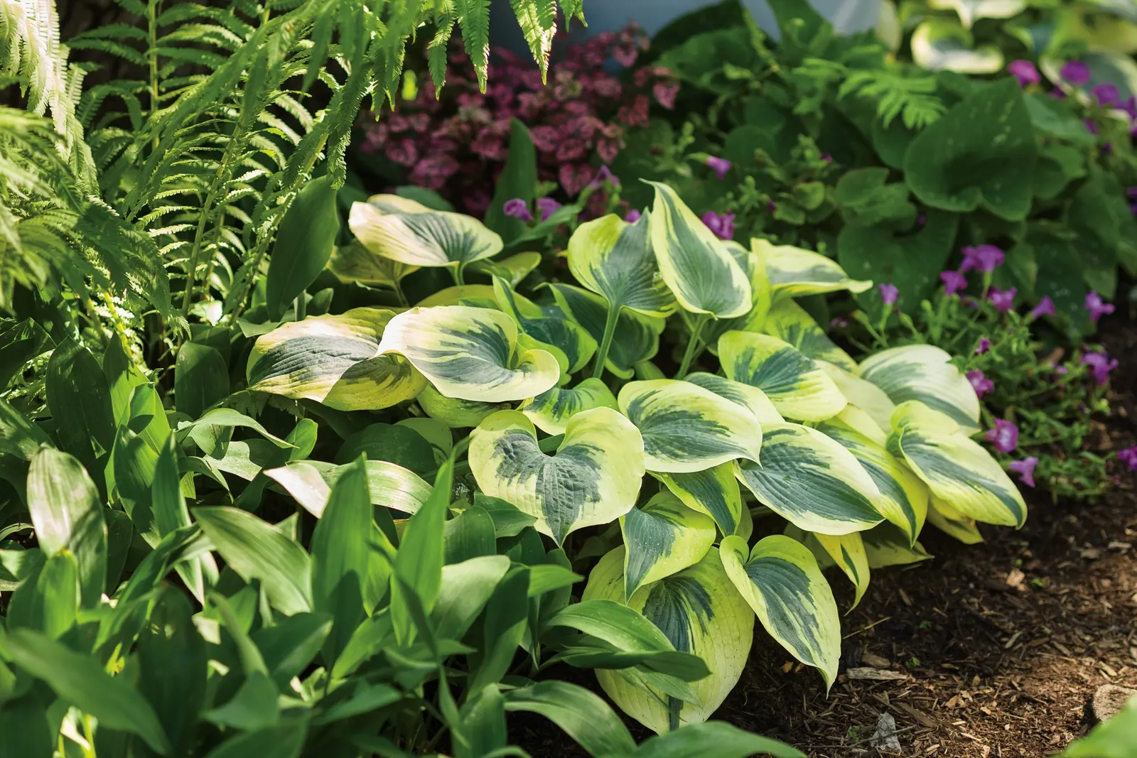 'Autumn Frost' Hosta (Hosta hybrid) — Clean away the dead foliage after frost to prevent insect problems, image 62