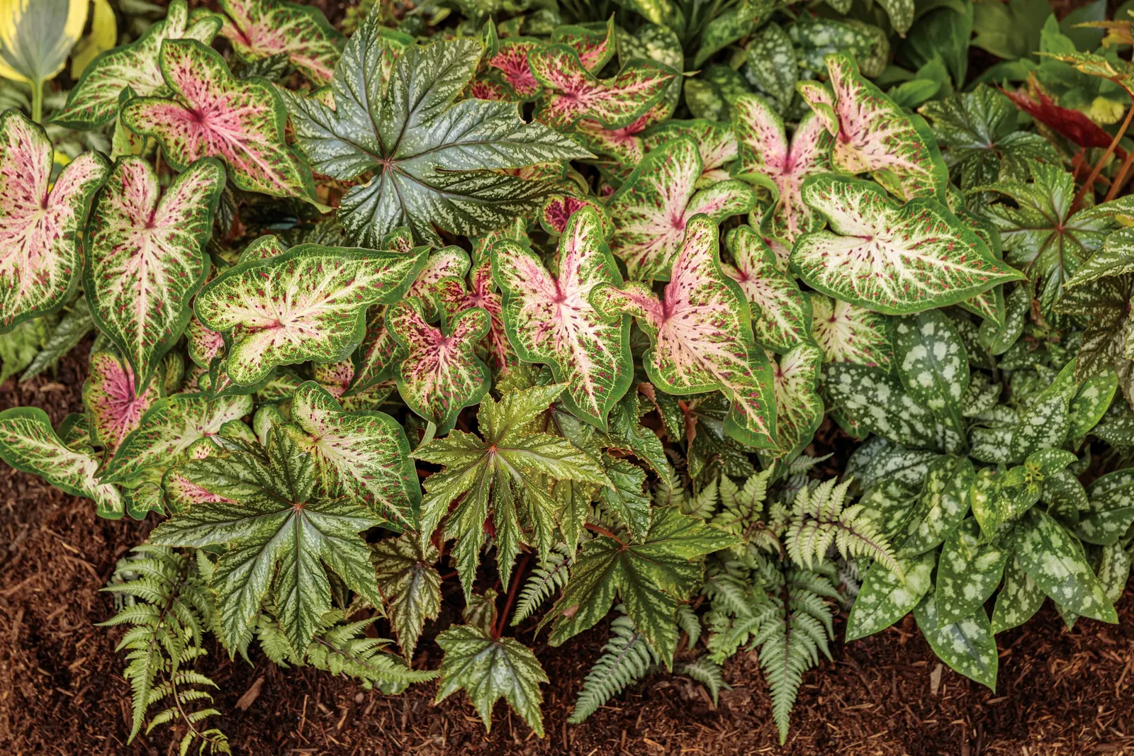 'Spot On' Lungwort (Pulmonaria hybrid) — The leaves are deep green