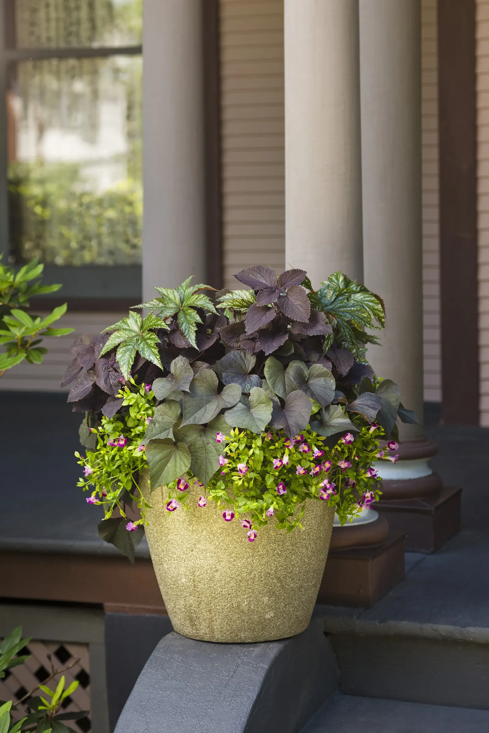 Newly Noir™ Coleus (Coleus scutellarioides) — adding bold height as a container thriller or border accent