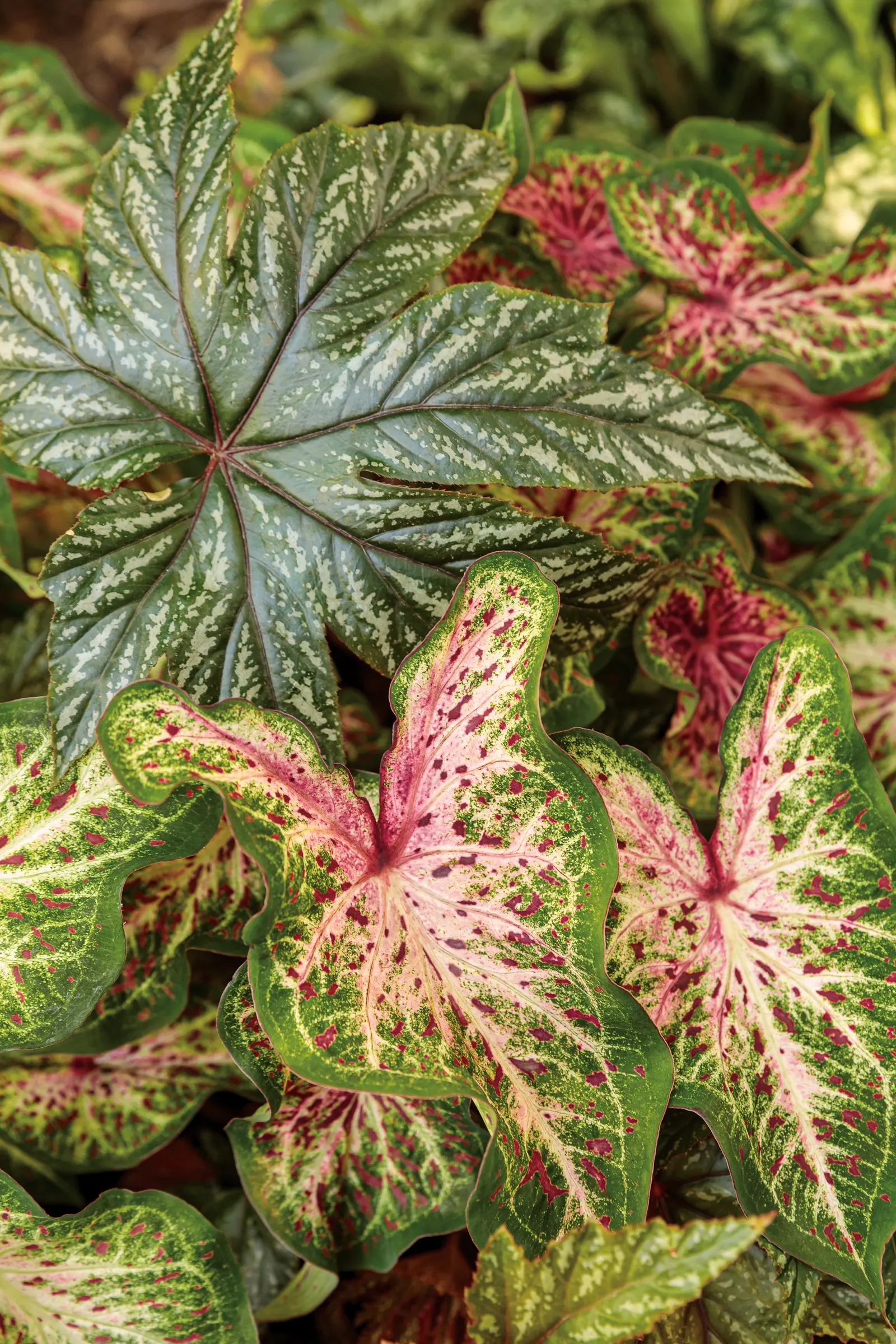 Pegasus® Begonia — Gardeners in cooler regions often note its ability to thrive all summer in shaded containers; robust leaves and full habit, image 117