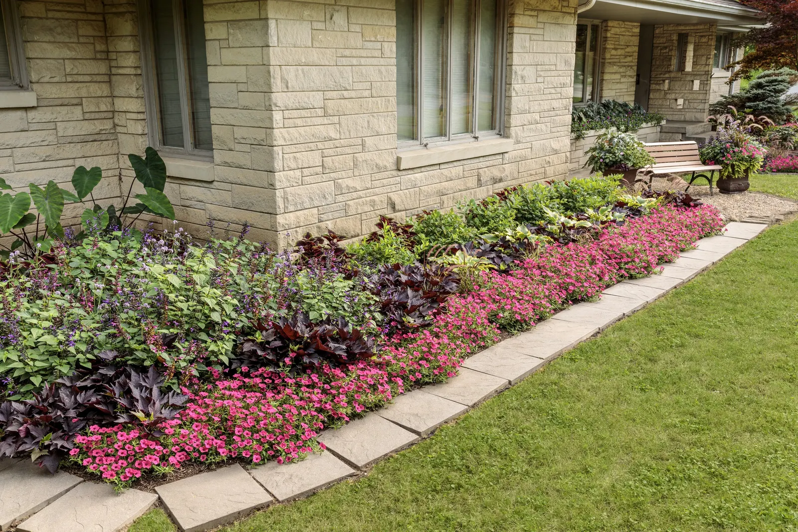 Goldilocks Creeping Jenny (Lysimachia nummularia) — information and resources; shiny golden foliage brightens any garden or container, image 58