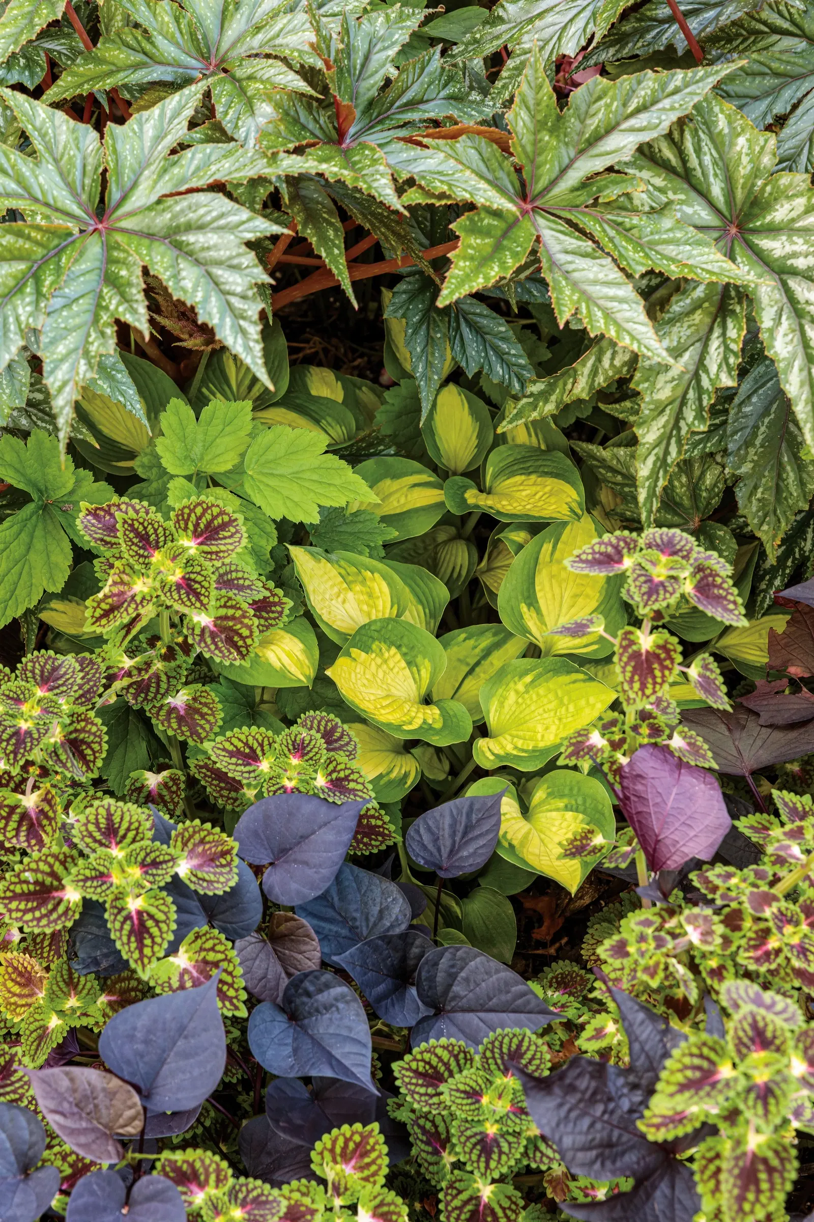 'Etched Glass' Hosta (Hosta hybrid) — Bring style and refinement to your hosta garden