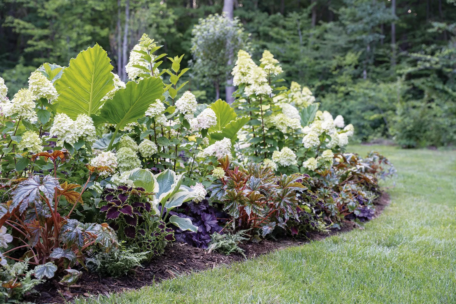 Limelight Prime® Panicle Hydrangea (Hydrangea paniculata) — Its generous flower panicles open in fresh green tones