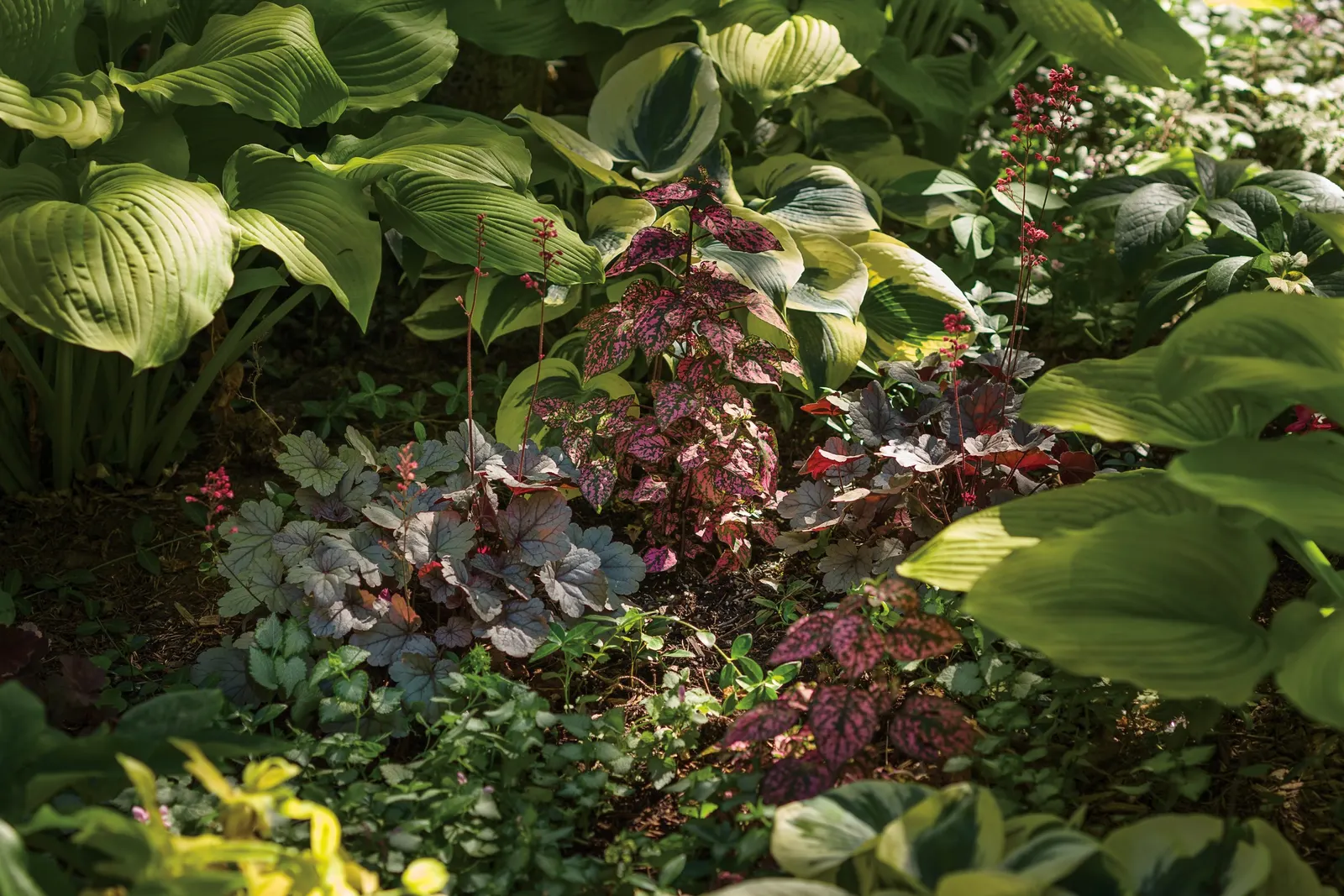Coral Reef Double Impatiens (Impatiens walleriana) — give them a bit of fertilizer and don't let them dry out too much and they will be happy, image 26