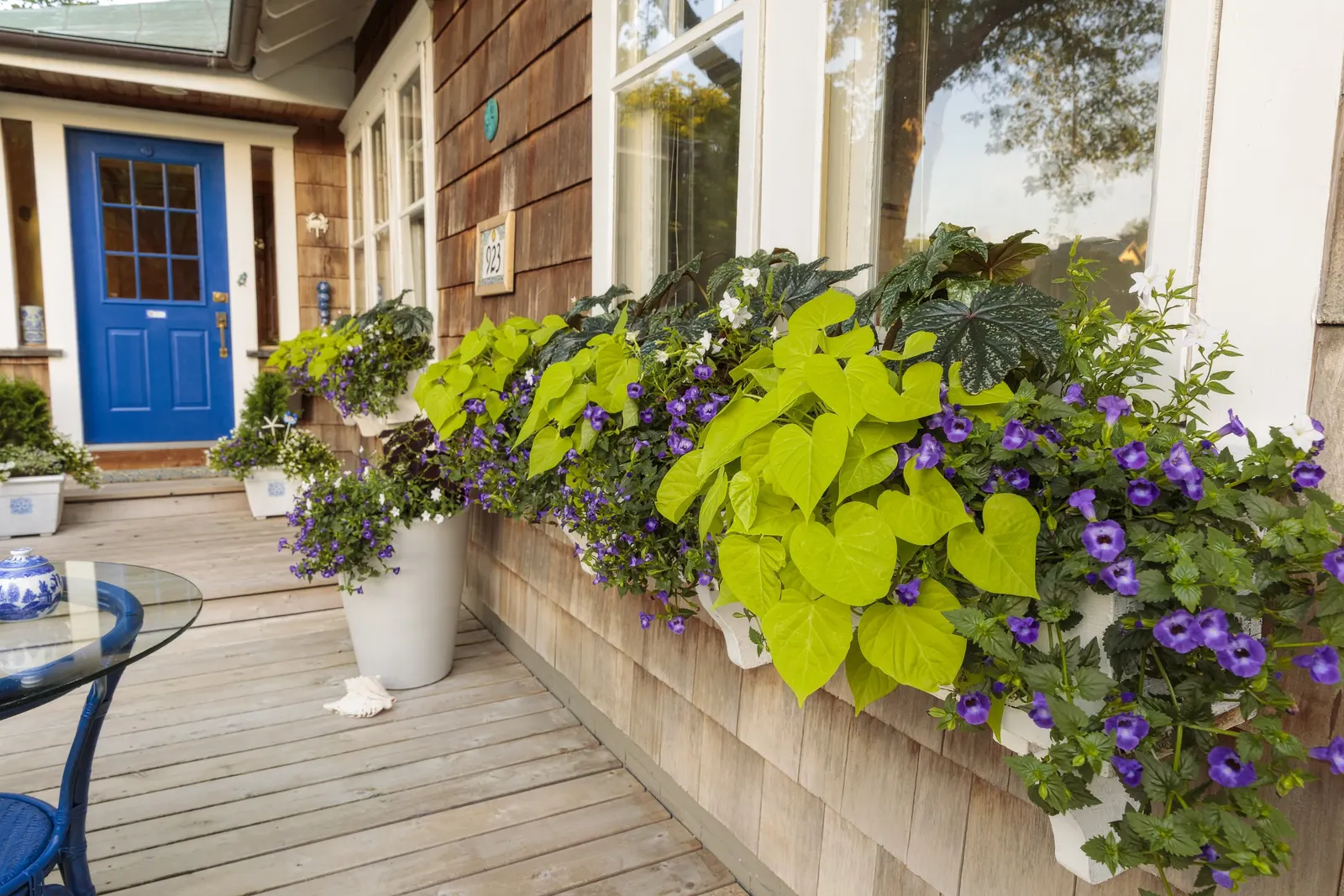 White Linen Wishbone Flower (Torenia) — snapdragon-like flowers all season long; white flowers in the garden