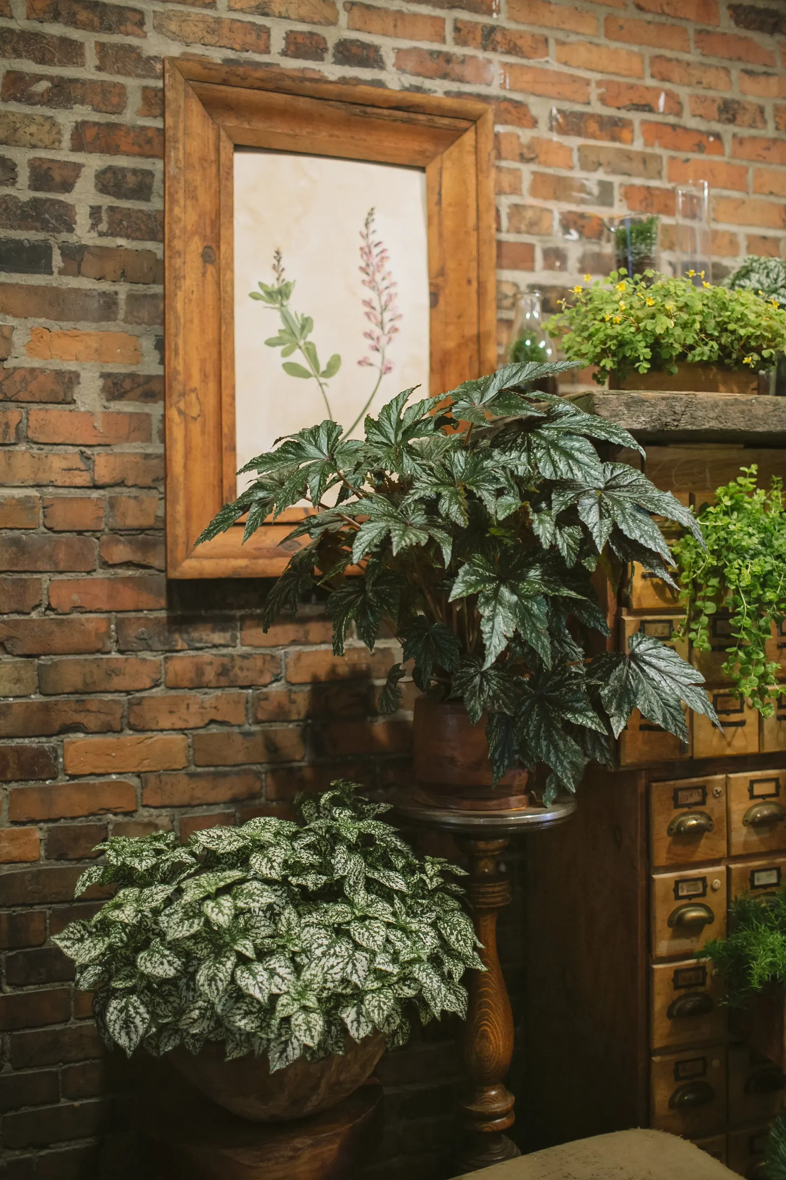 White Polka Dot Plant (Hypoestes phyllostachya) — and deadheading is unnecessary; the Proven Winners® White selection brings a fresh