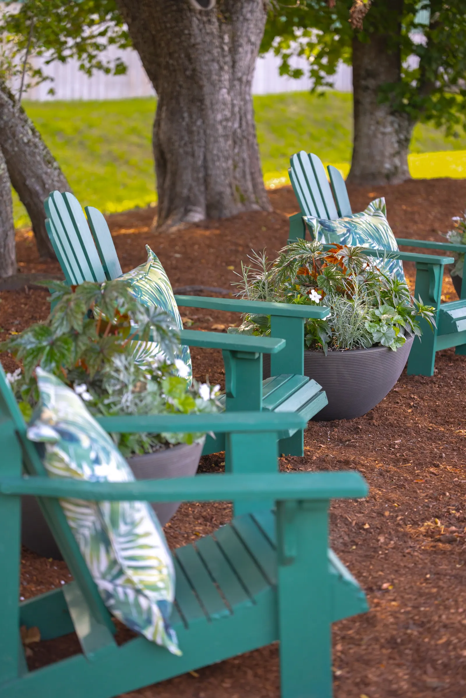 Pegasus® Begonia — and deadheading is unnecessary; polished presence in shaded plantings, image 157