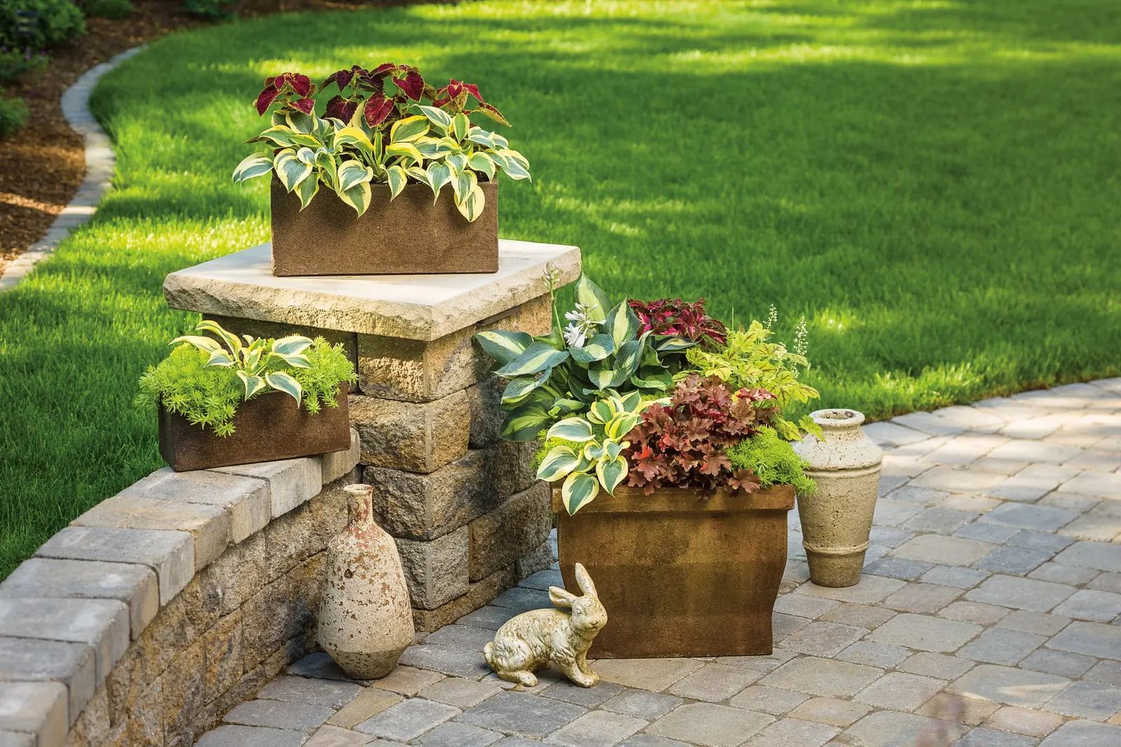 Giant 'Coast to Coast' Hosta (Hosta hybrid) — and a dependable foliage statement without relying on flowers